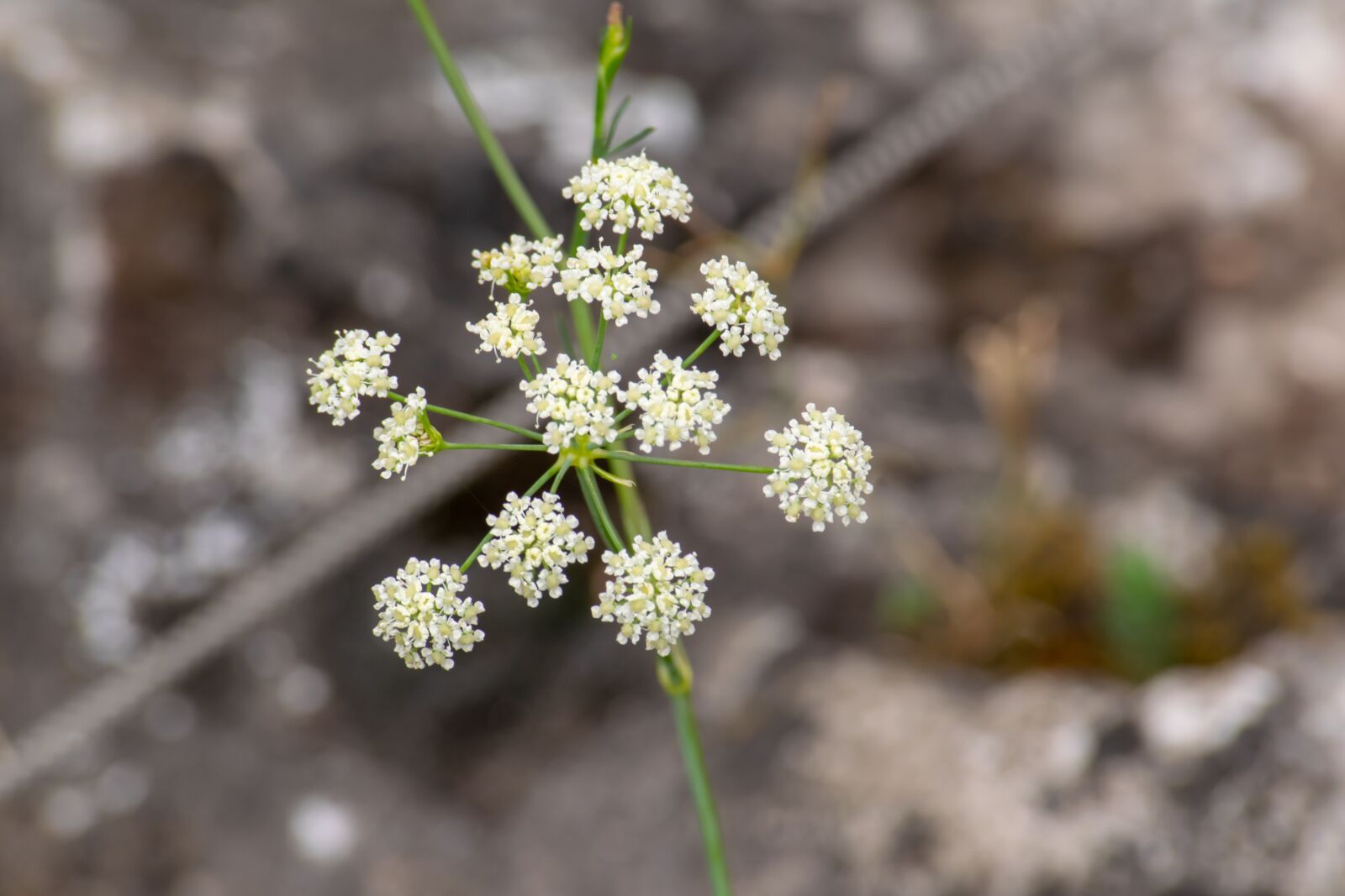 Nikon D3300 sample photo. Nature, plant, flower photography