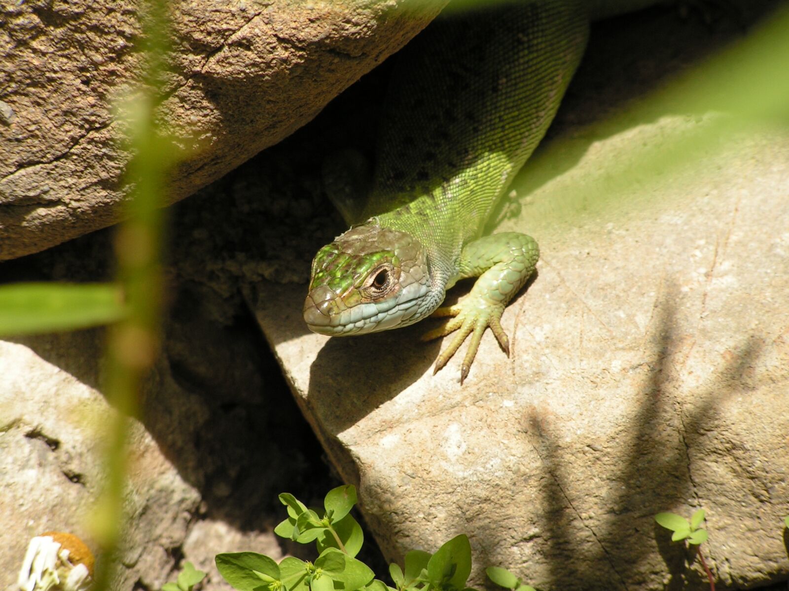 KONICA MINOLTA DiMAGE Z2 sample photo. Lizard photography