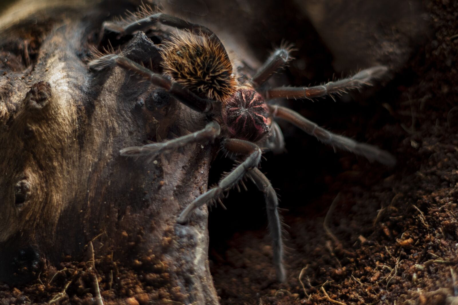 Canon EOS 7D Mark II sample photo. Xenesthis, immanis, tarantula photography