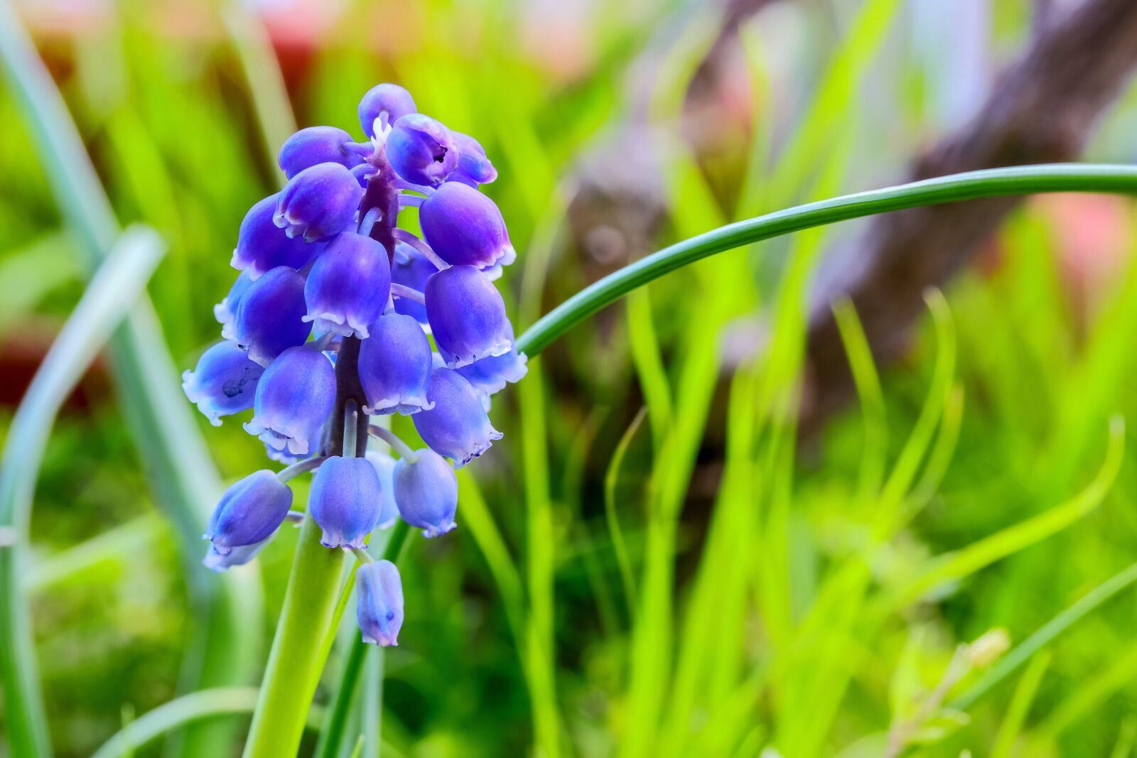 Canon EF-S 60mm F2.8 Macro USM sample photo. Muscari neglectum, flower, bloom photography