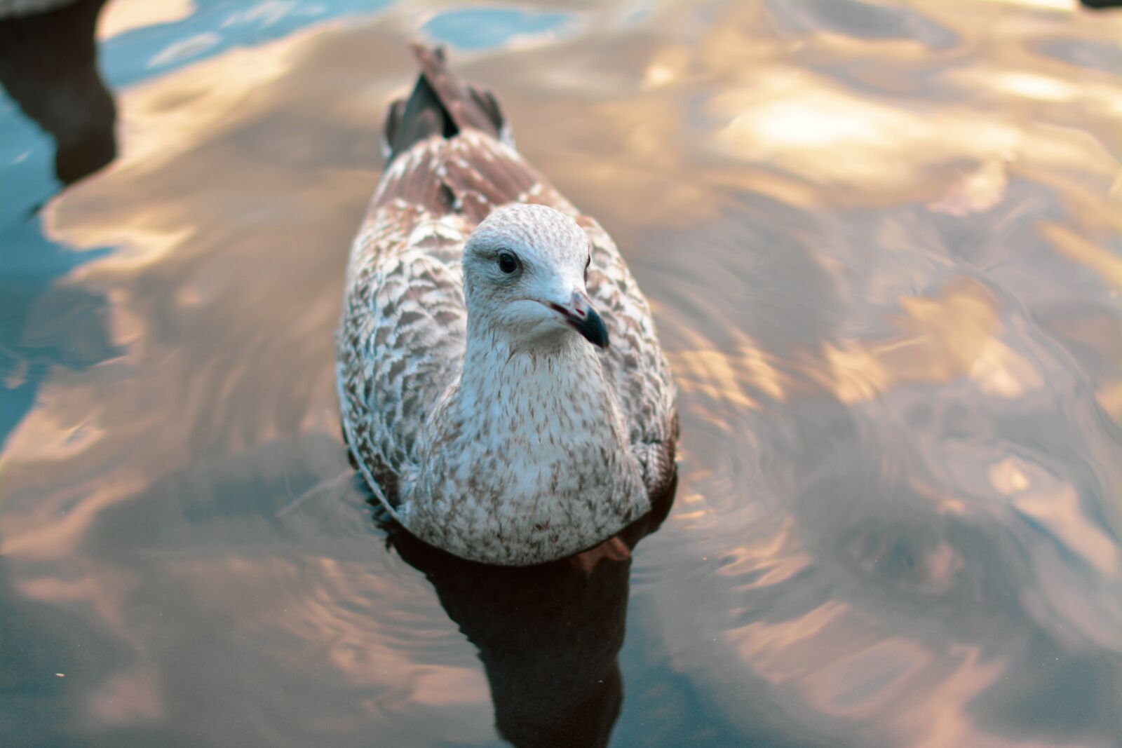 Nikon D5200 sample photo. Seagull, bird, sea photography