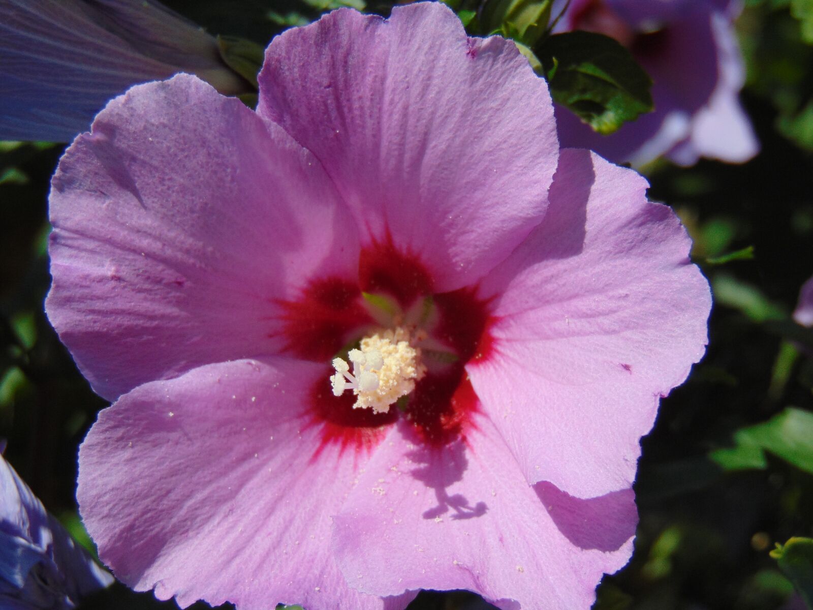 Sony Cyber-shot DSC-H300 sample photo. Mallow, purple, flower photography