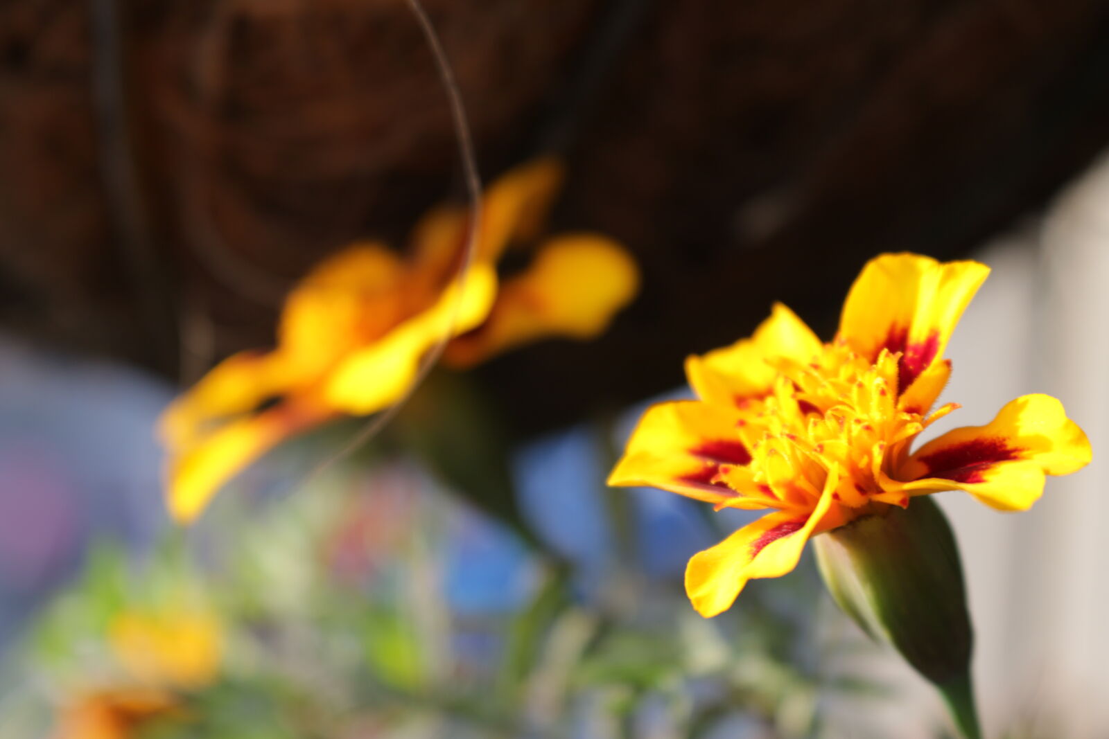 Canon EOS 70D sample photo. Flower, orchid, flor, orquidea photography