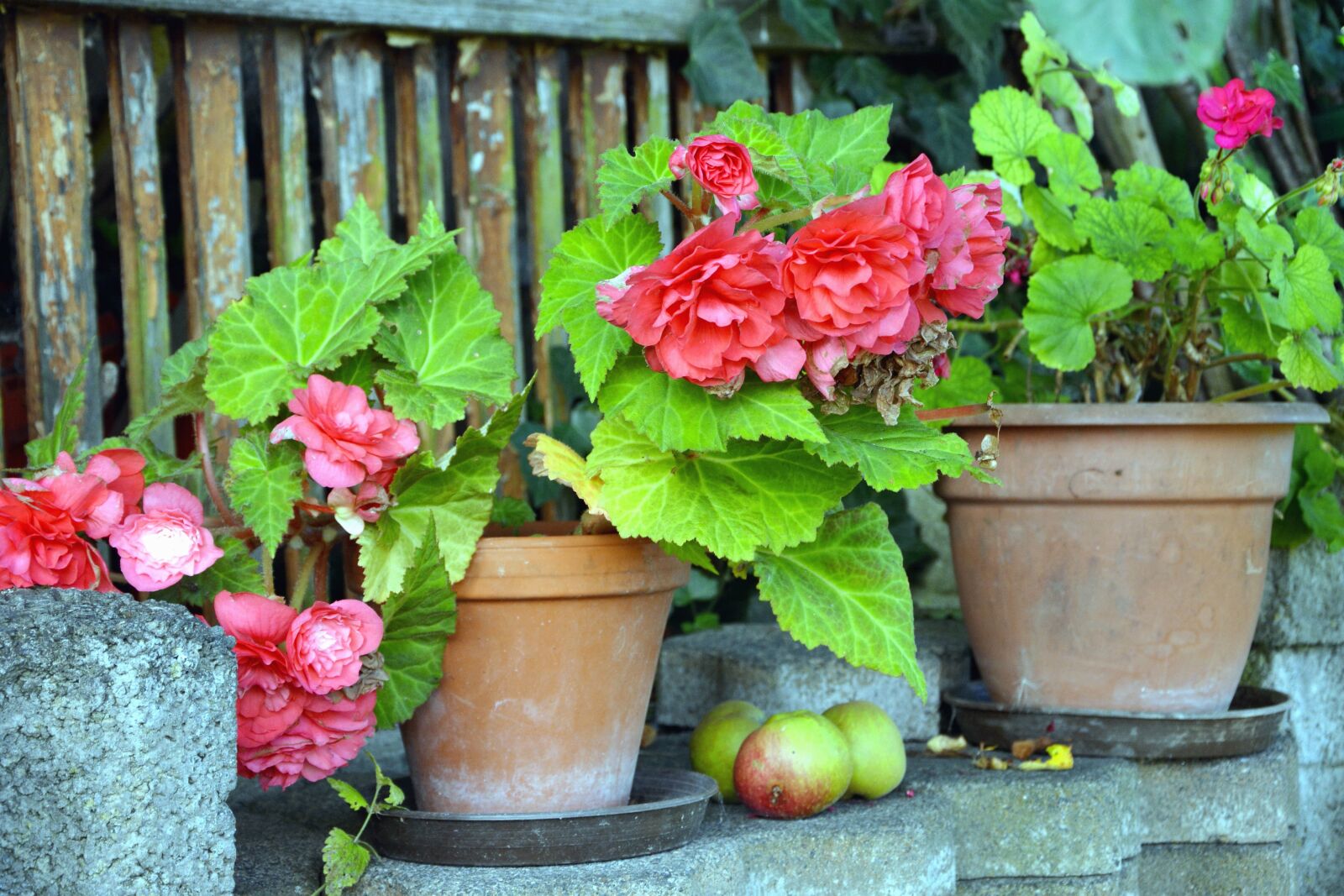 Nikon D5200 sample photo. Flowerpot, flower, leaf, apple photography