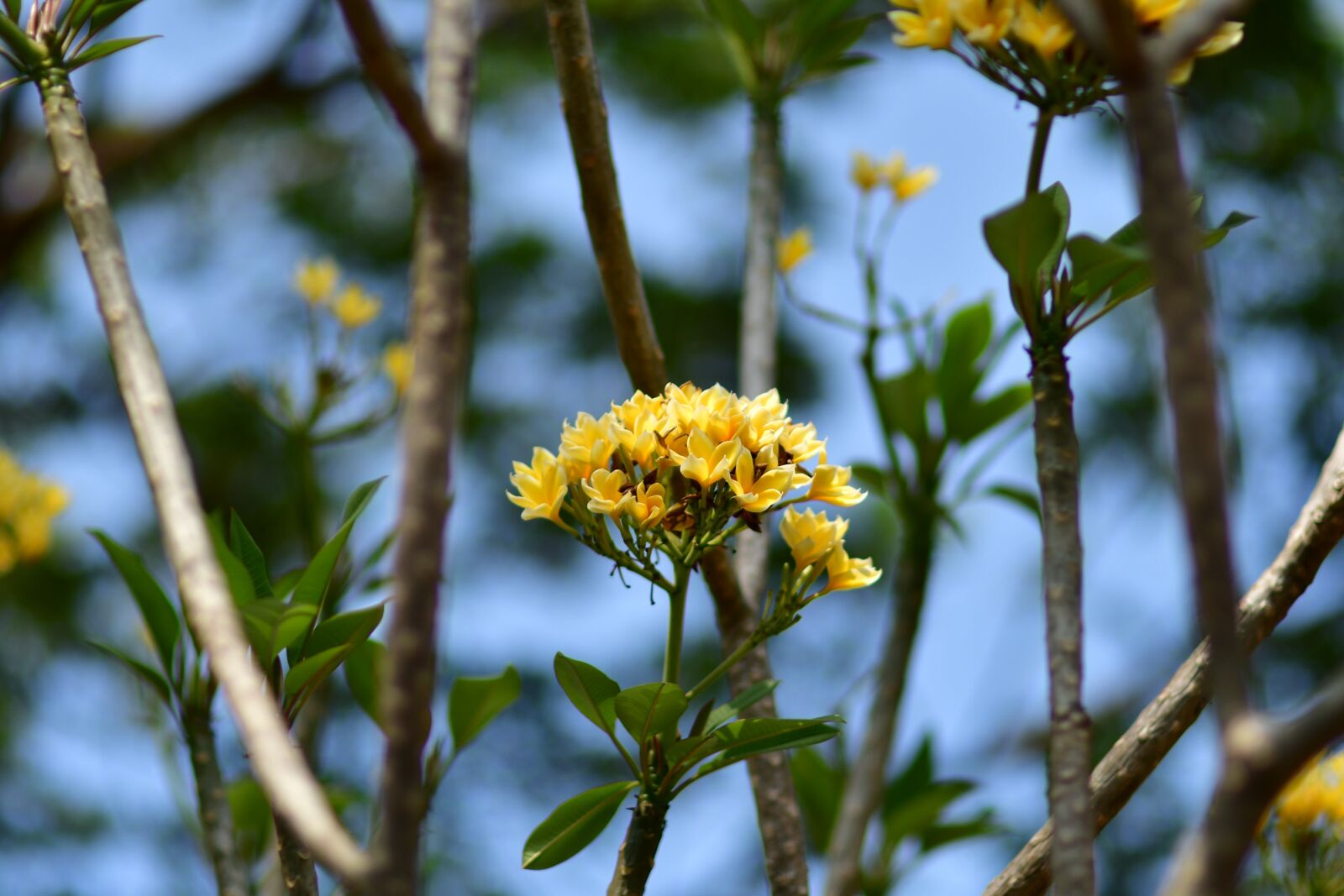 Nikon D500 sample photo. Frangipani, yellow plumeria, fragrant photography
