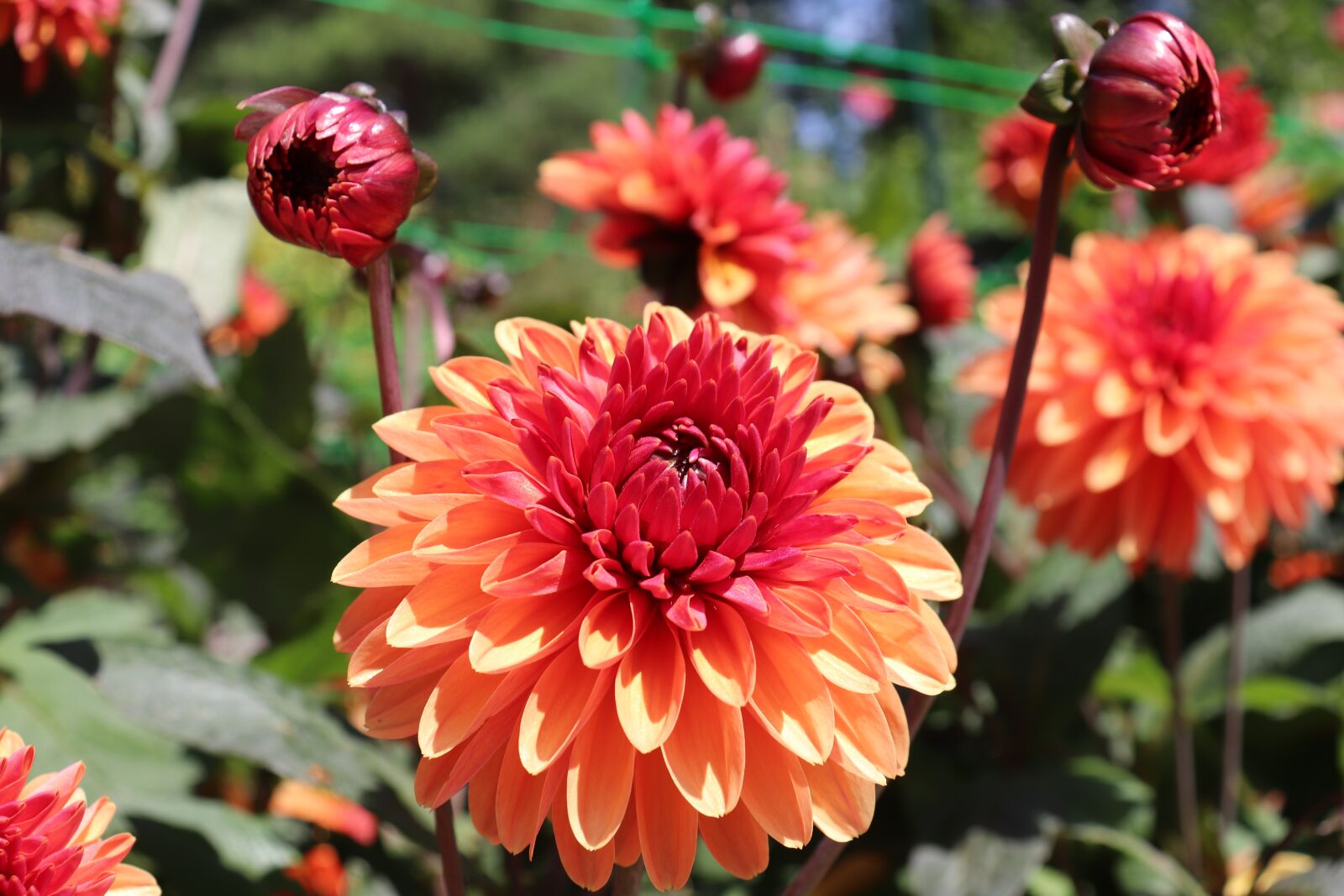 Canon EOS 800D (EOS Rebel T7i / EOS Kiss X9i) sample photo. Dahlias, flowers, plants photography