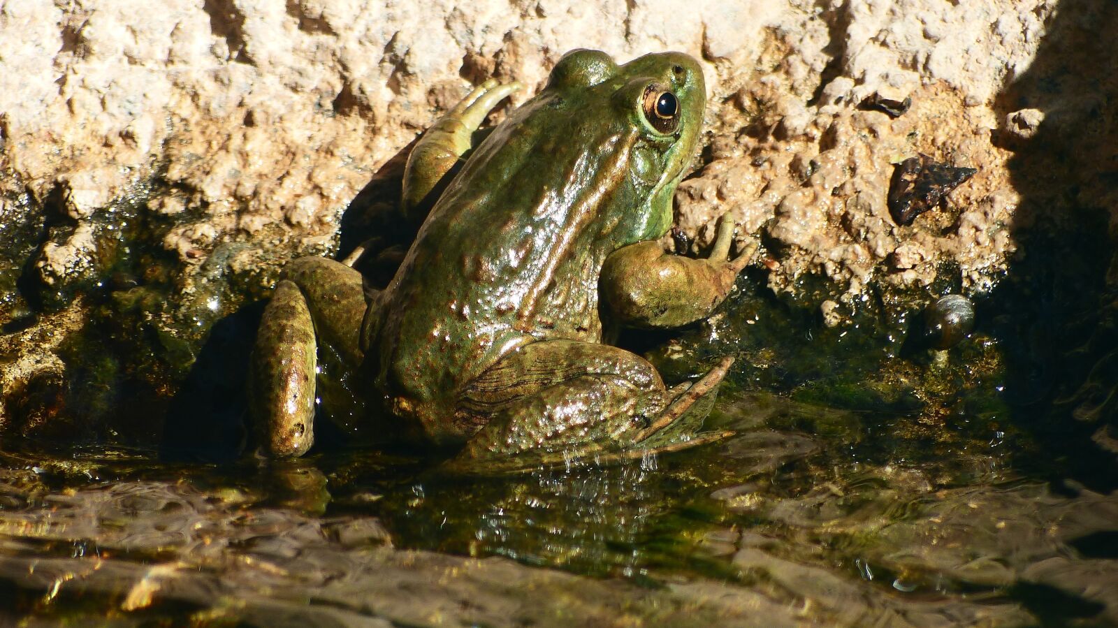 Panasonic Lumix DMC-FZ200 sample photo. Toad, mare, green photography