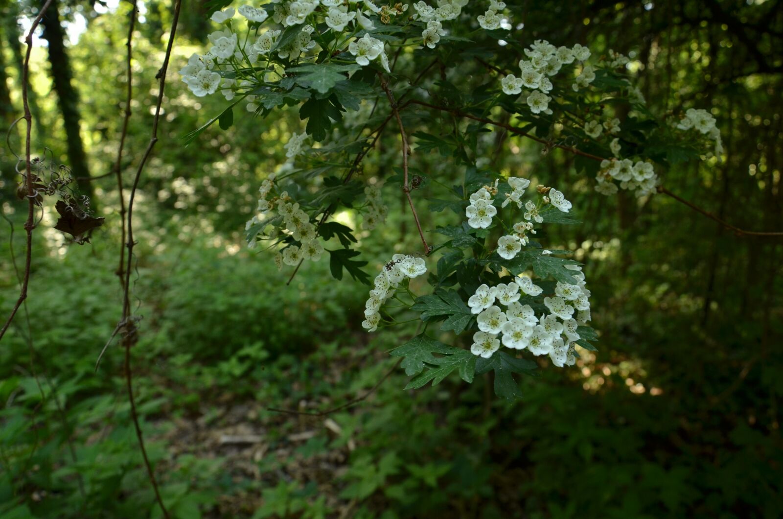 Nikon D7000 sample photo. Nature, tree, flora photography