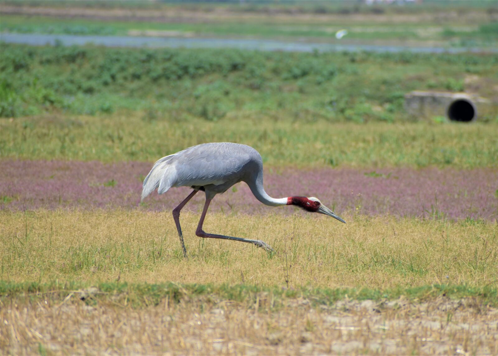 Nikon D5600 sample photo. Nature, bird, animal photography