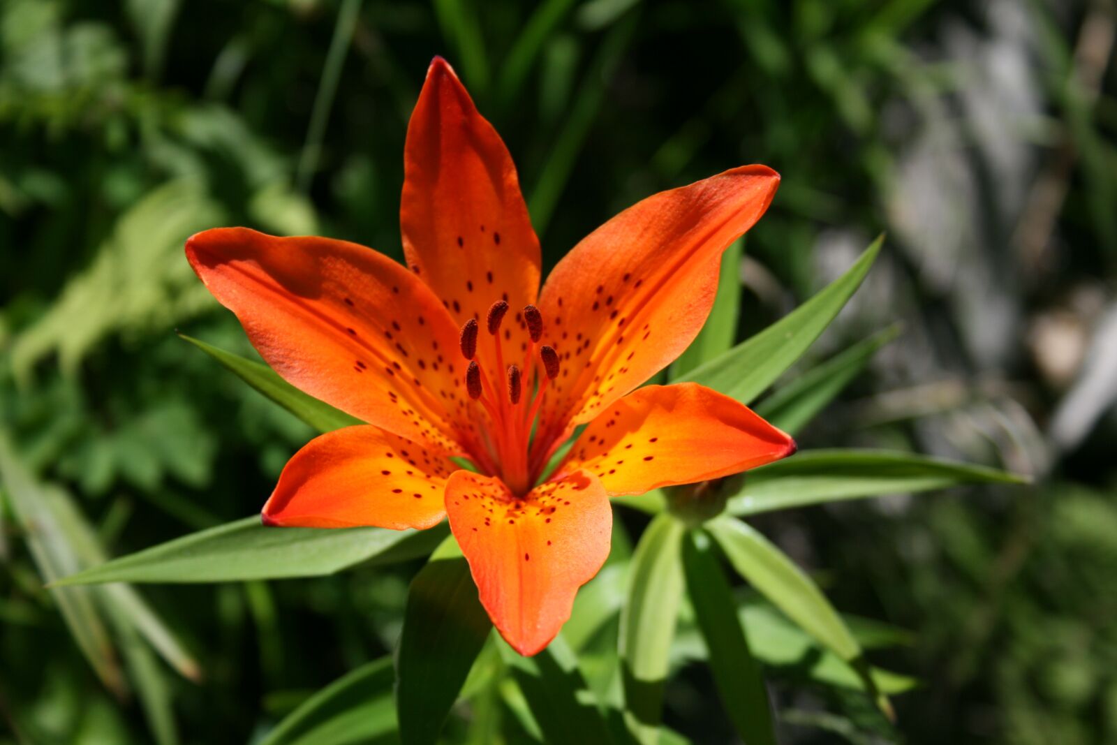 Canon EOS 400D (EOS Digital Rebel XTi / EOS Kiss Digital X) sample photo. Wings sky one, wildflower photography