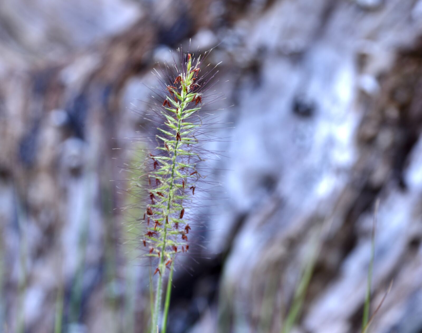 Nikon D600 sample photo. Ornamental grass, grashalm, grass photography