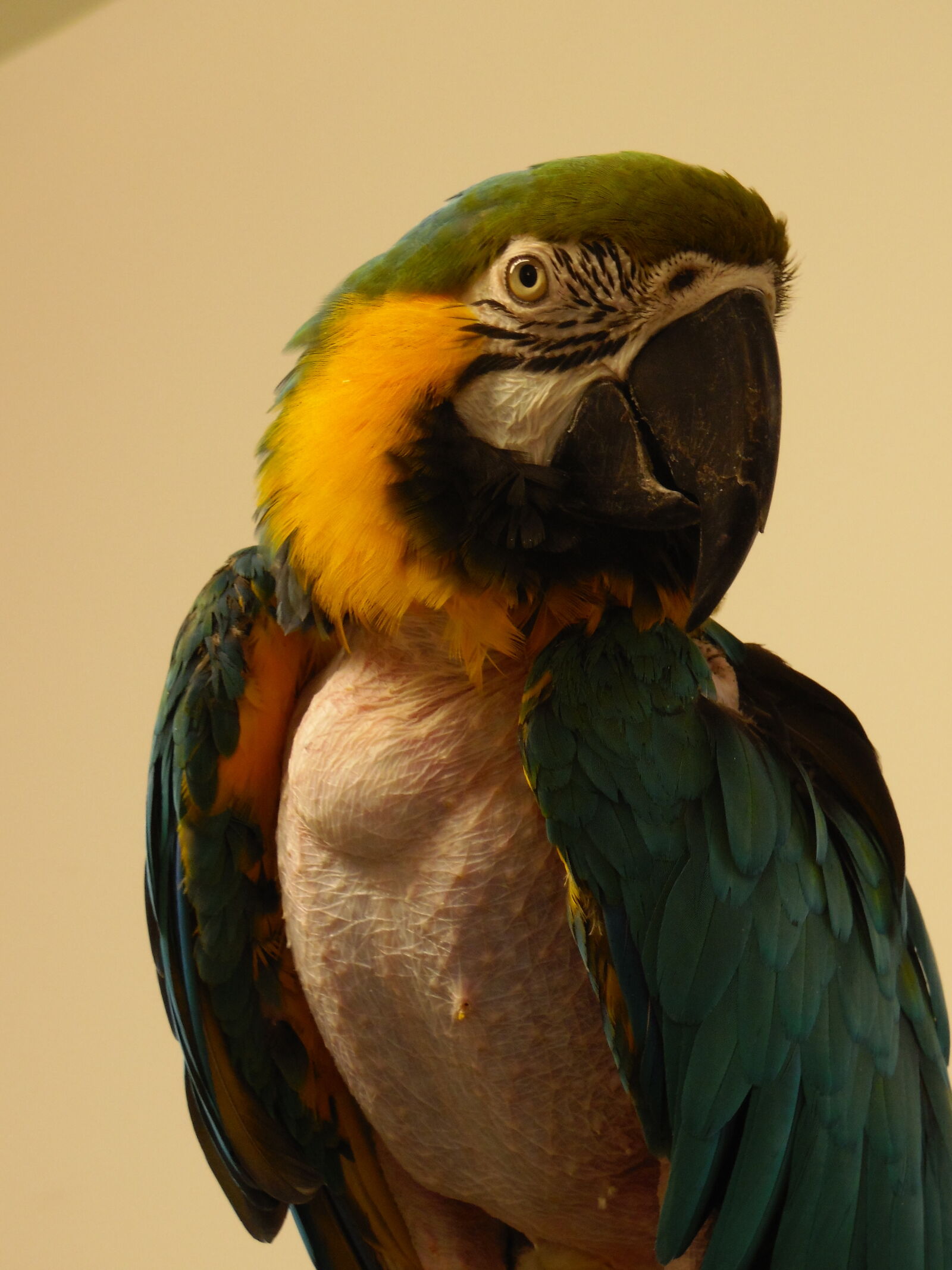 Samsung WB2200F sample photo. Macaw, parrot, tropical photography