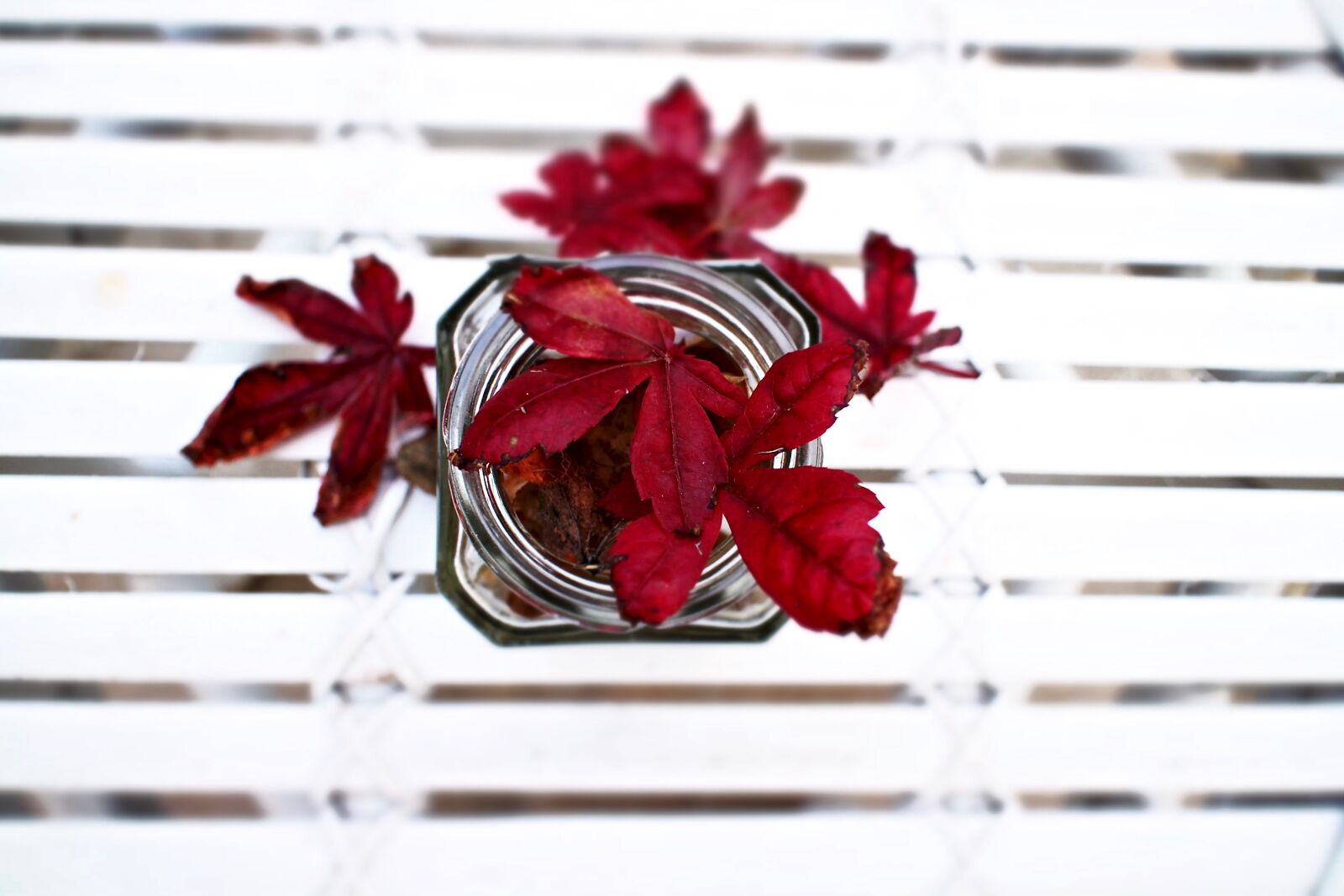 Canon EOS M sample photo. Leaves, maple leaves, jar photography