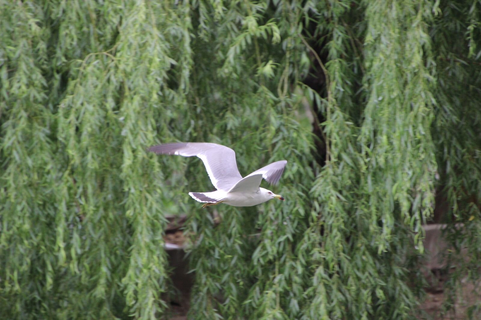 Canon EOS 600D (Rebel EOS T3i / EOS Kiss X5) sample photo. Sea mew, sea gull photography