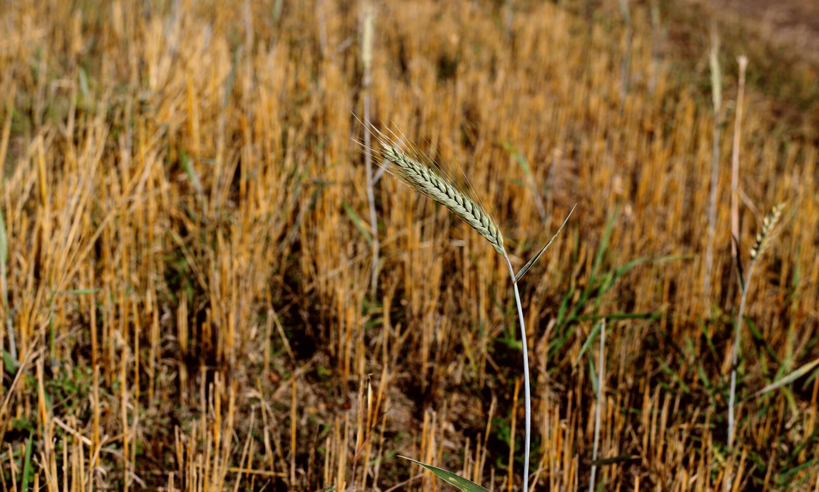 Nikon D610 sample photo. Stubble, field, cereals photography