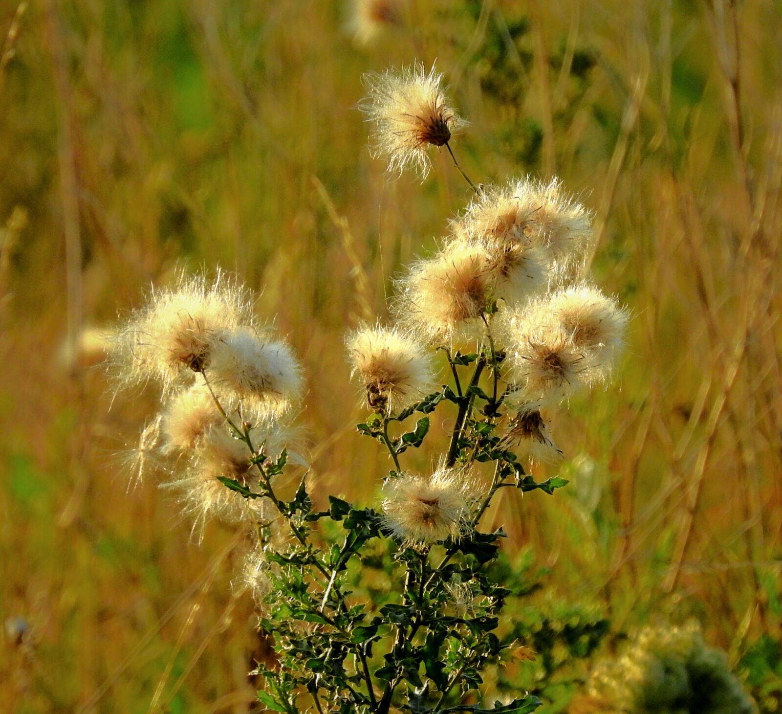 Nikon Coolpix P900 sample photo. Meadow, thistle, summer photography