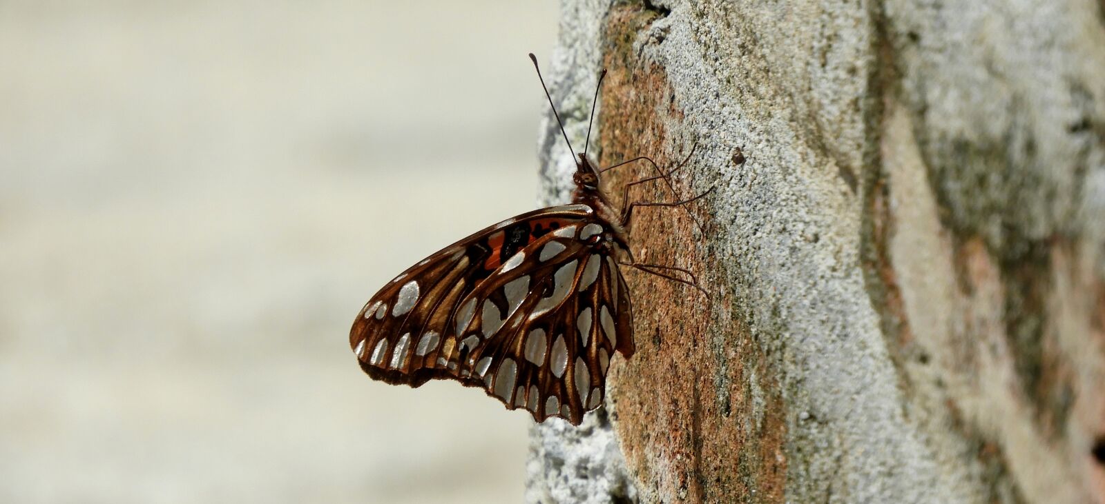 Nikon Coolpix B700 sample photo. Nature, insect, butterfly photography