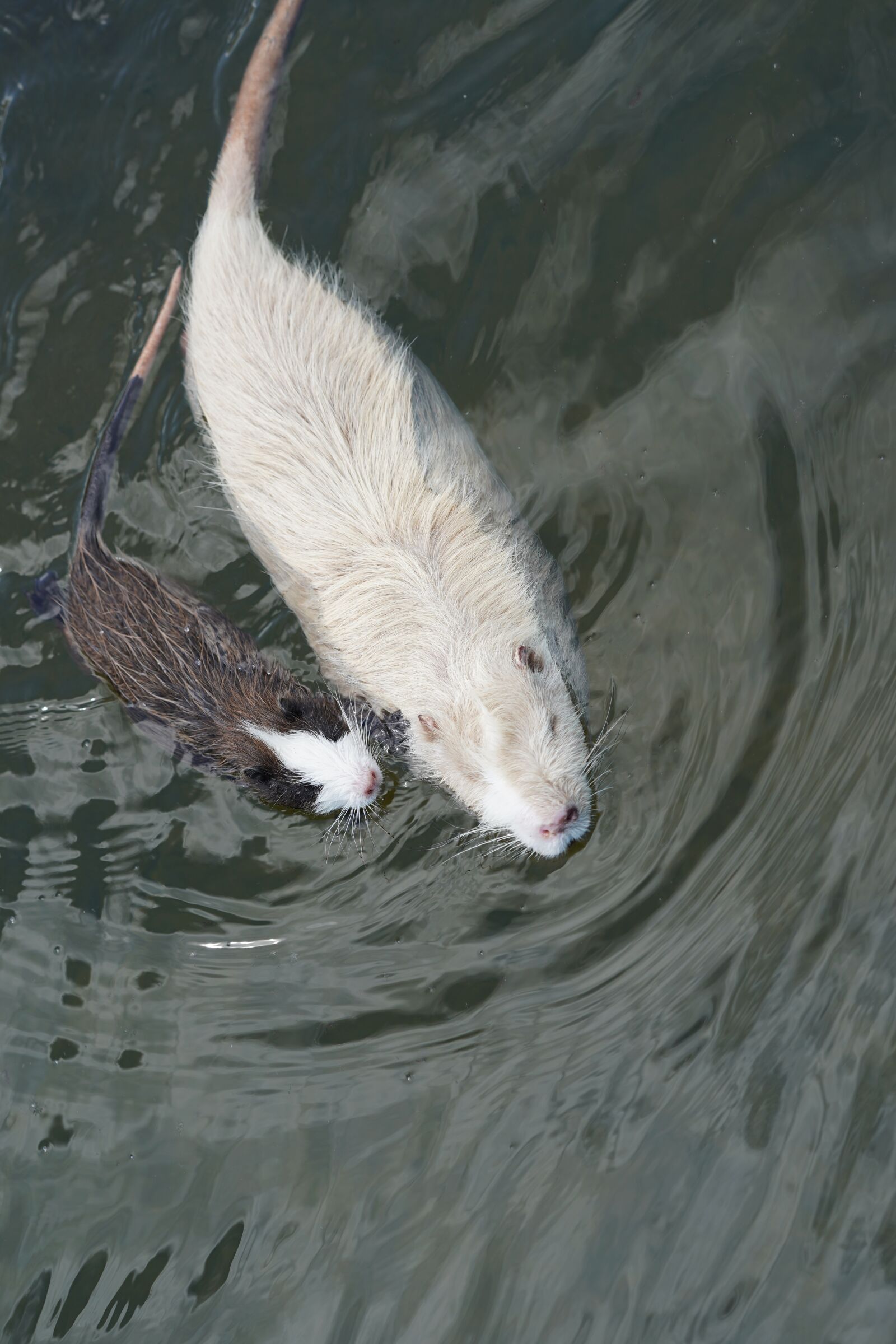 Sony FE 70-200mm F2.8 GM OSS sample photo. Swamp fever, nager, mammal photography