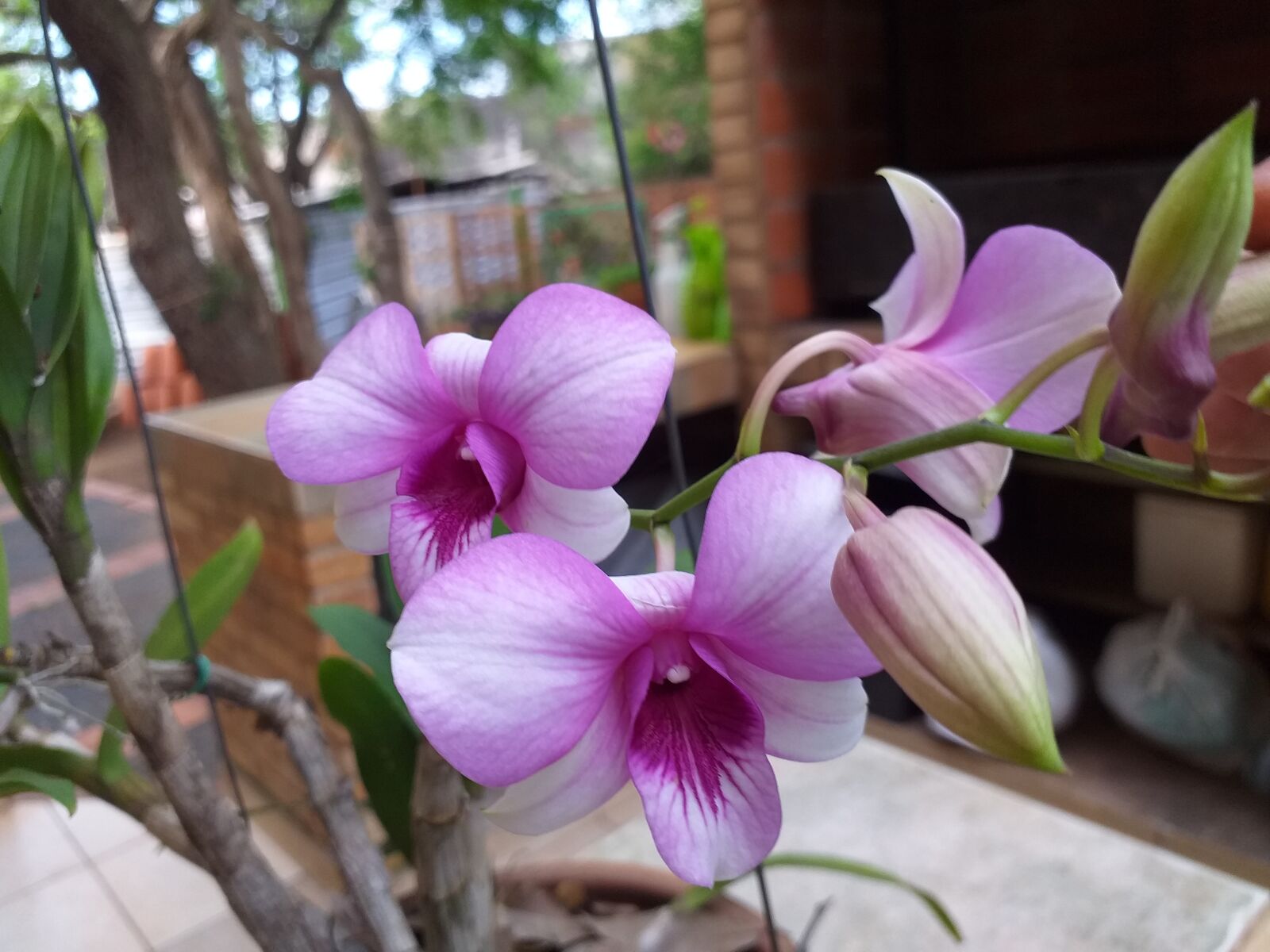 Samsung Galaxy J6+ sample photo. Flowers, orchid, exotic photography