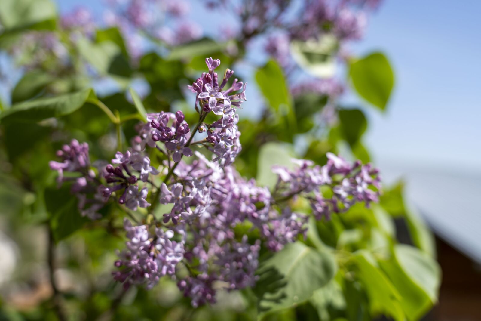 Sony FE 24-105mm F4 G OSS sample photo. Lilac, garden, nature photography