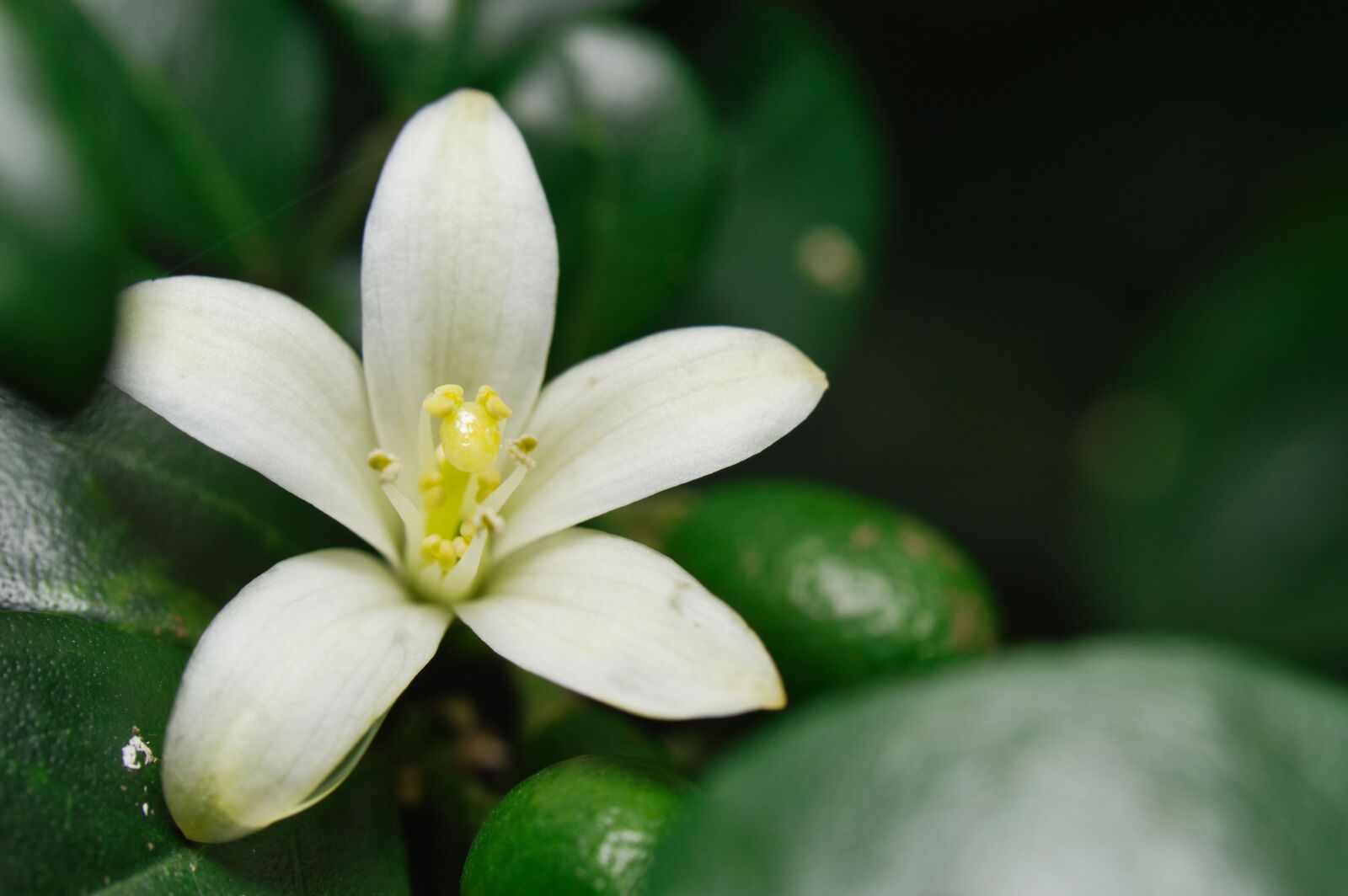Nikon D3200 sample photo. White flower, flower, nectar photography