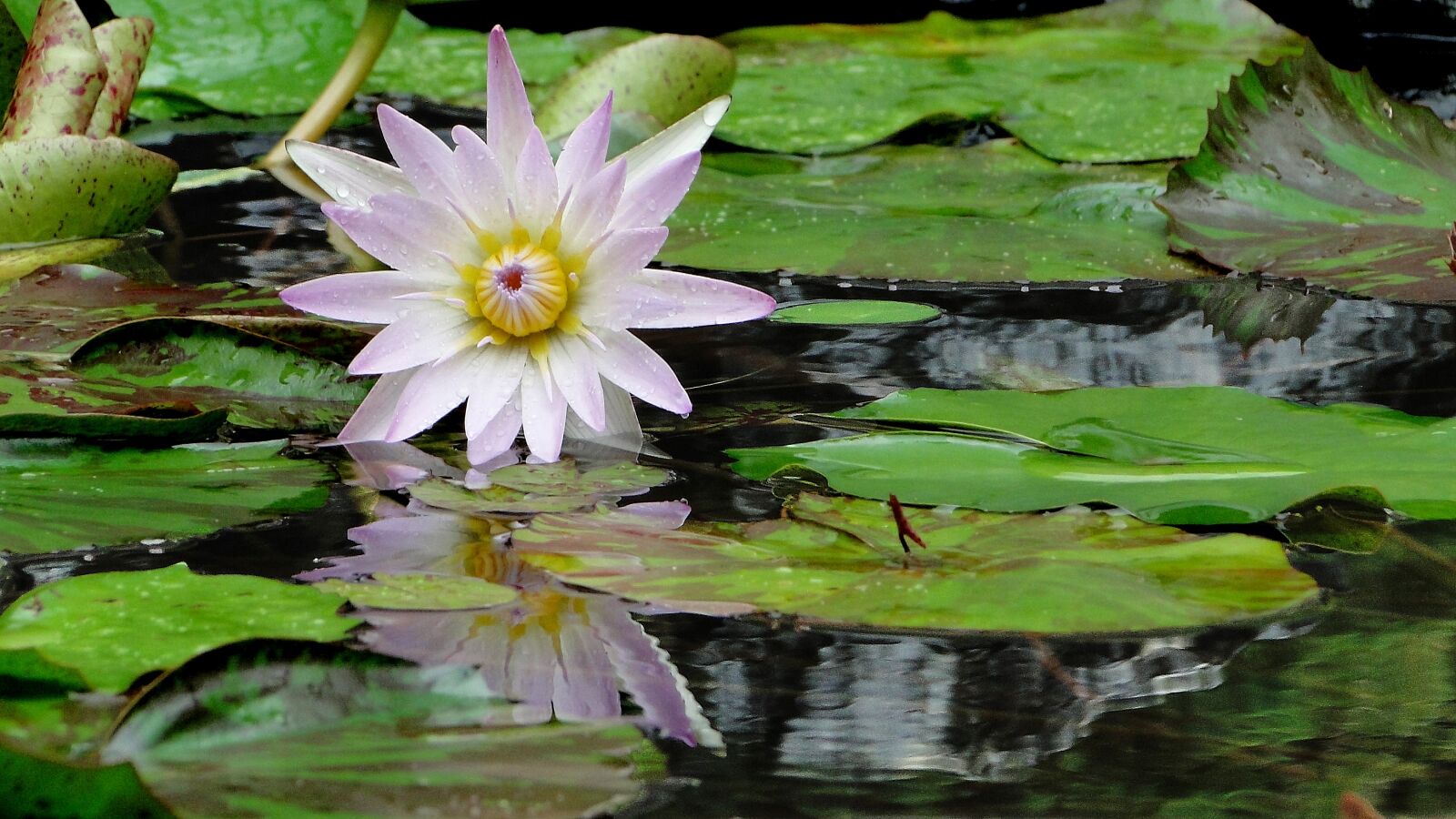 Sony Cyber-shot DSC-HX1 sample photo. Flower, lotus, summer photography