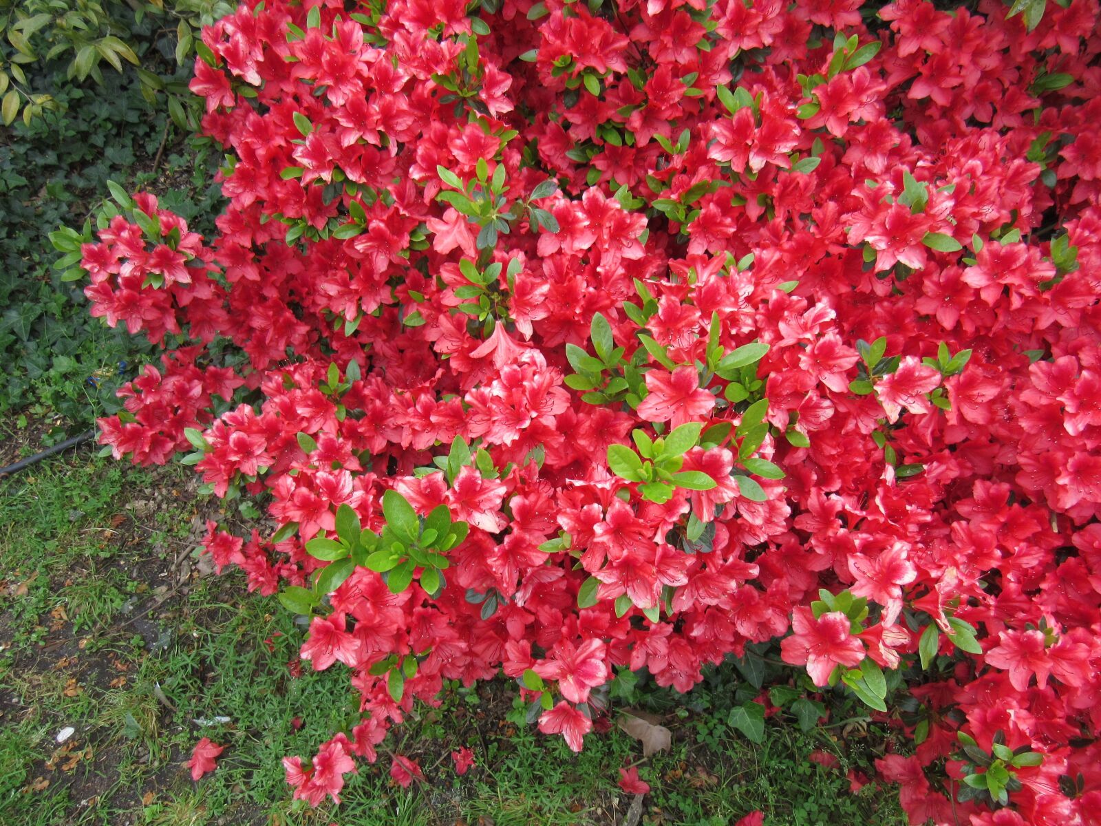 Canon PowerShot SX600 HS sample photo. Pink flowers, shrub, garden photography