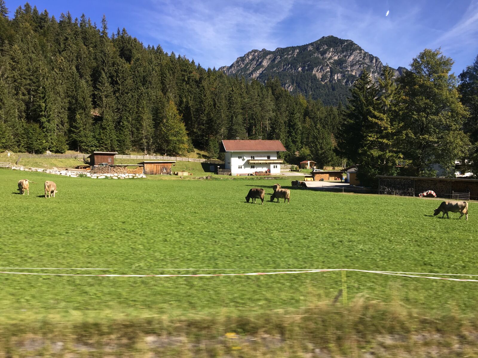 iPhone 6s Plus back camera 4.15mm f/2.2 sample photo. Switzerland, cows, cow photography