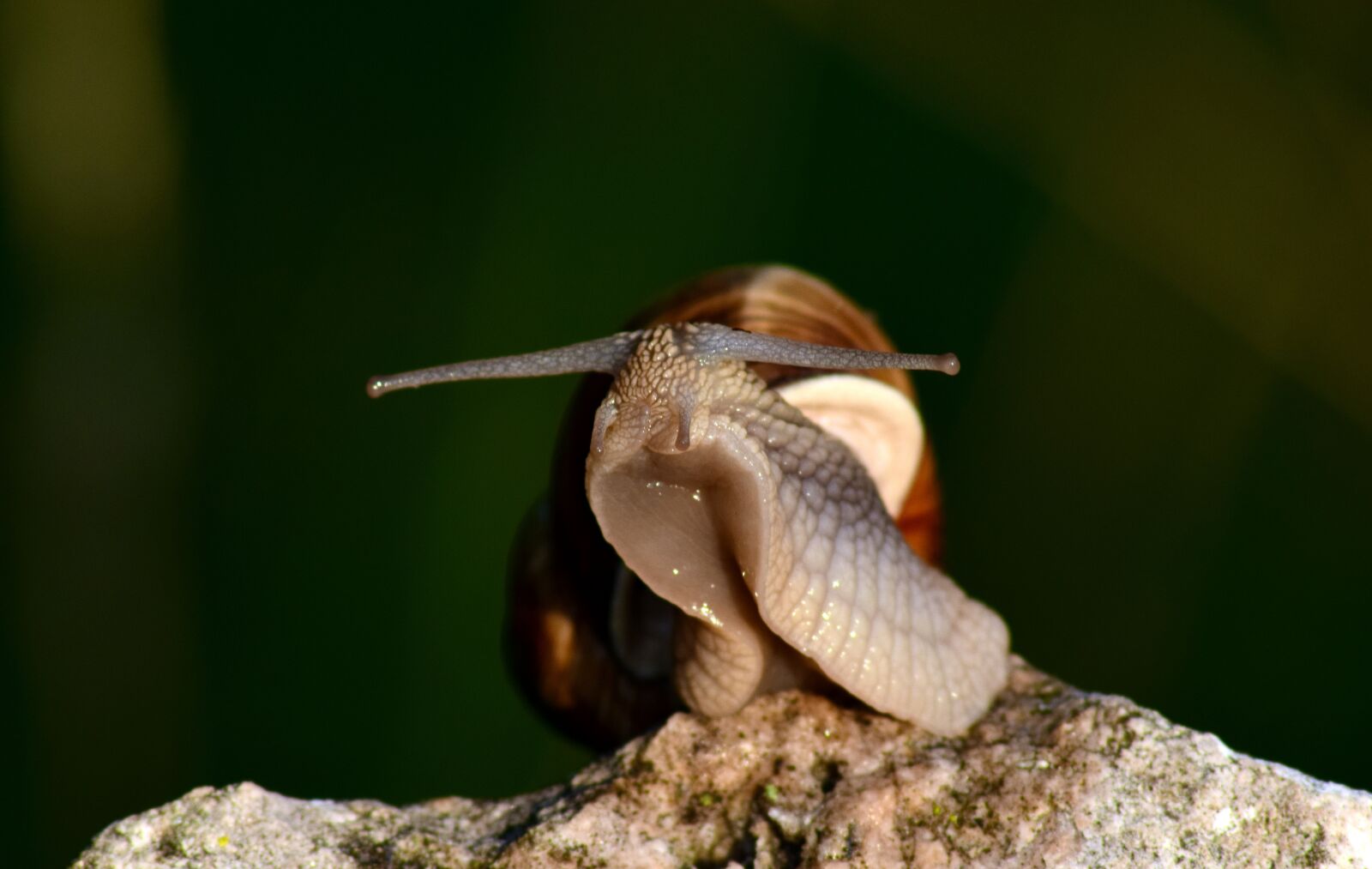 Nikon D3300 sample photo. Snail, animal, mollusk photography