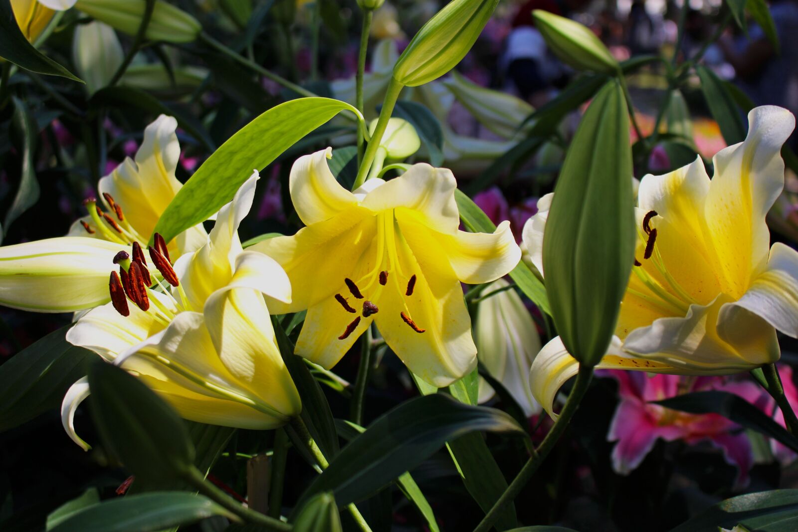 Canon EOS 700D (EOS Rebel T5i / EOS Kiss X7i) sample photo. Lilys, flower, floral photography