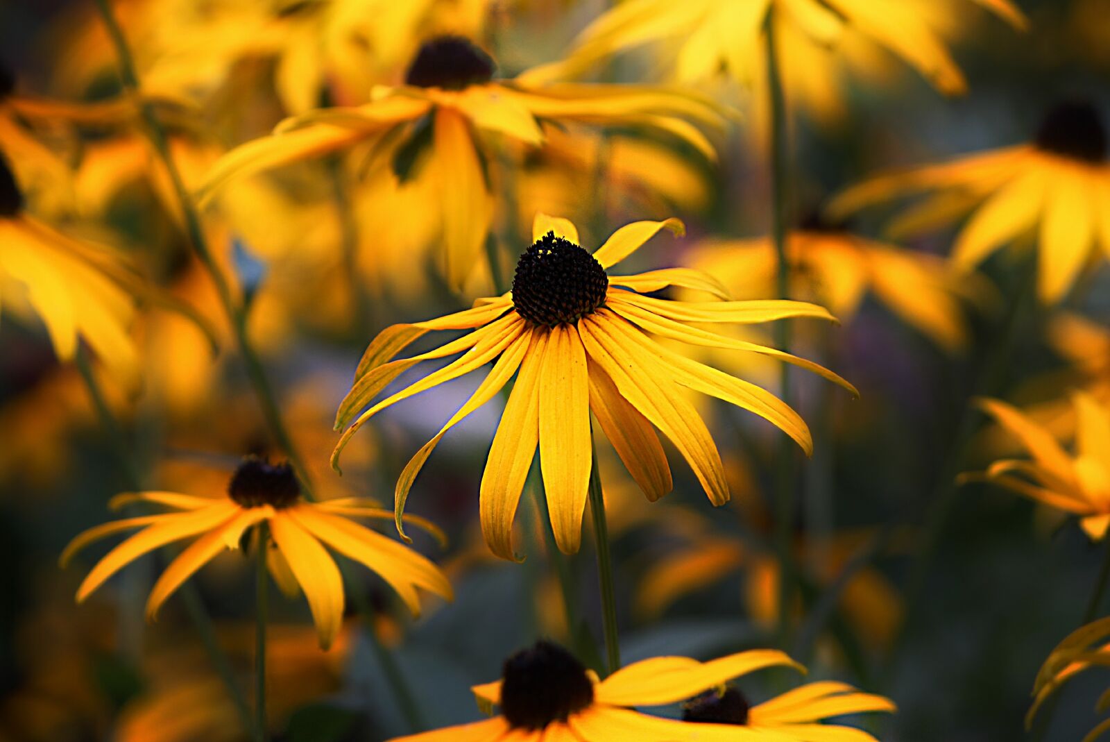Canon EOS 600D (Rebel EOS T3i / EOS Kiss X5) sample photo. Coneflower, flower, black eyed photography