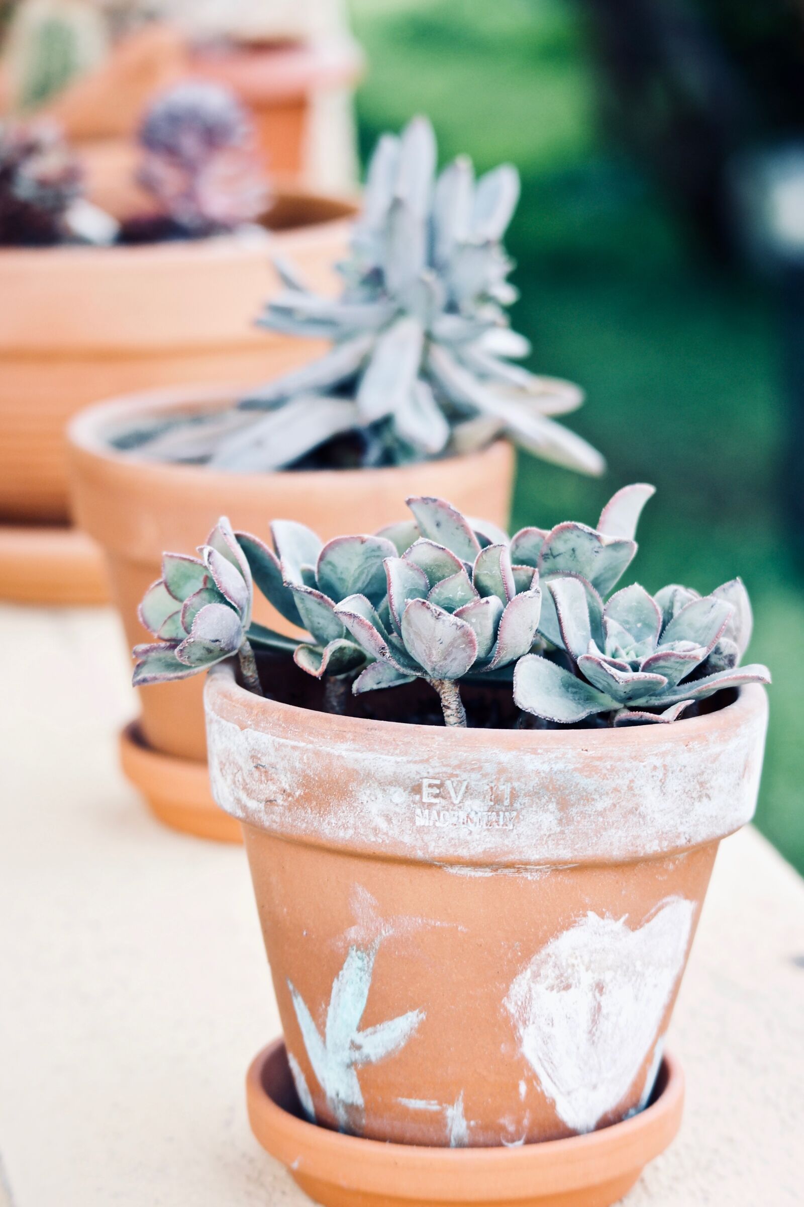 Canon EOS M sample photo. Succulent plant, garden, terrace photography