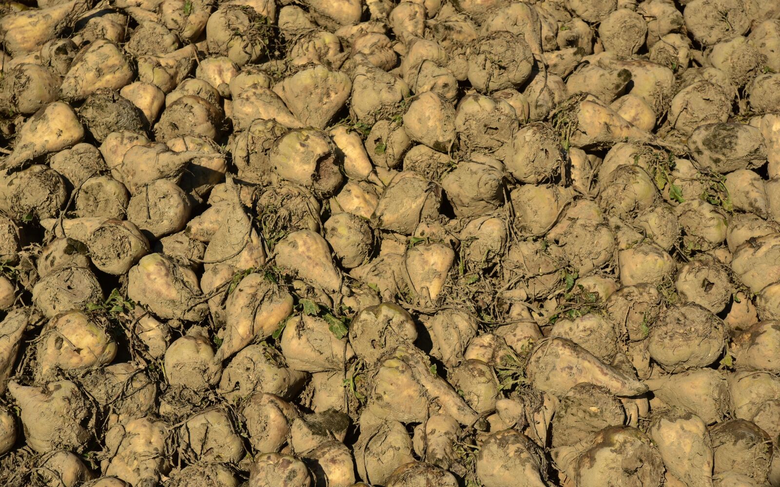 Nikon D750 sample photo. Sugar beet, vegetables, sugar photography