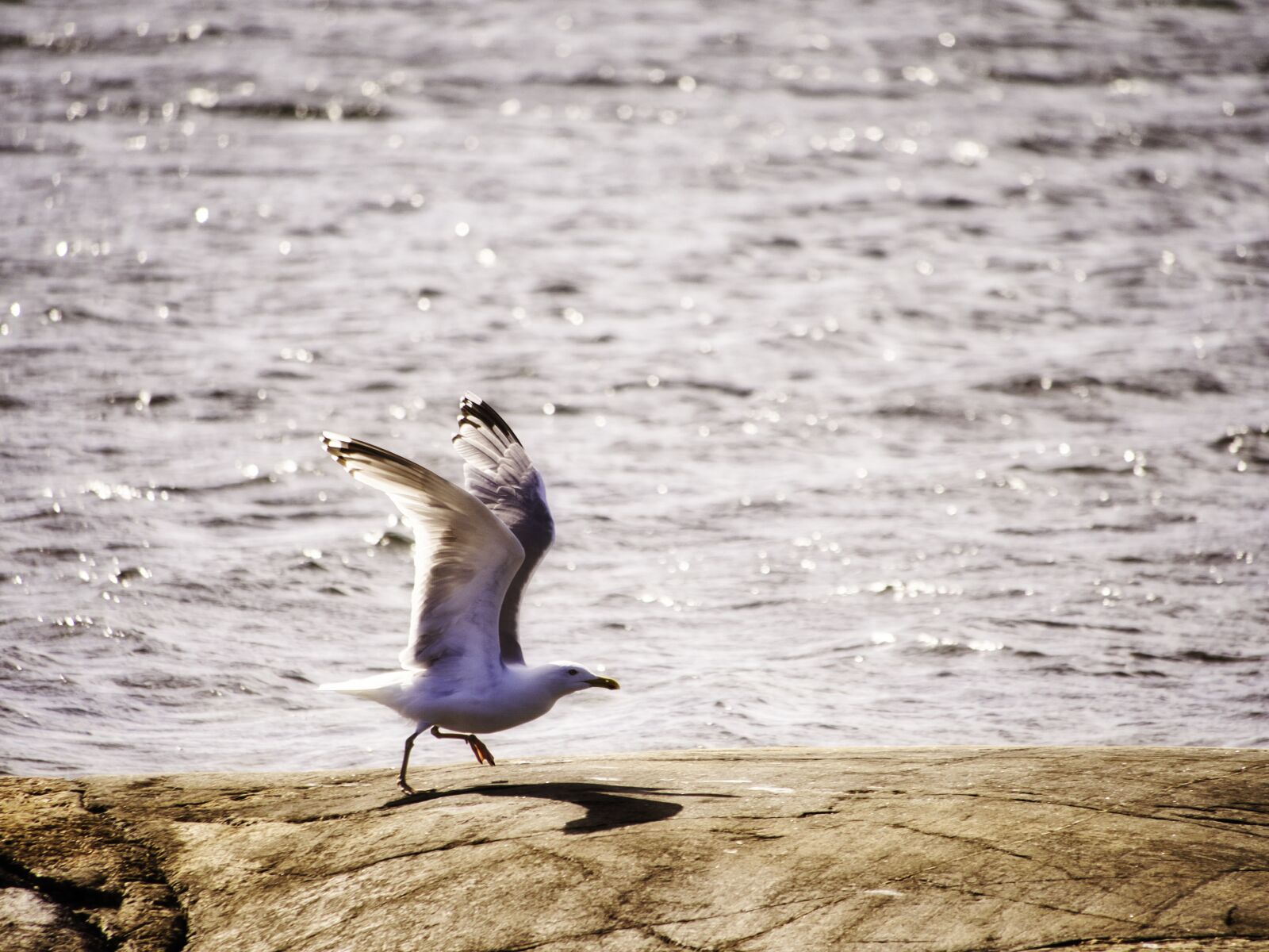 Panasonic Lumix DMC-GX8 sample photo. Sea, seagull, water photography