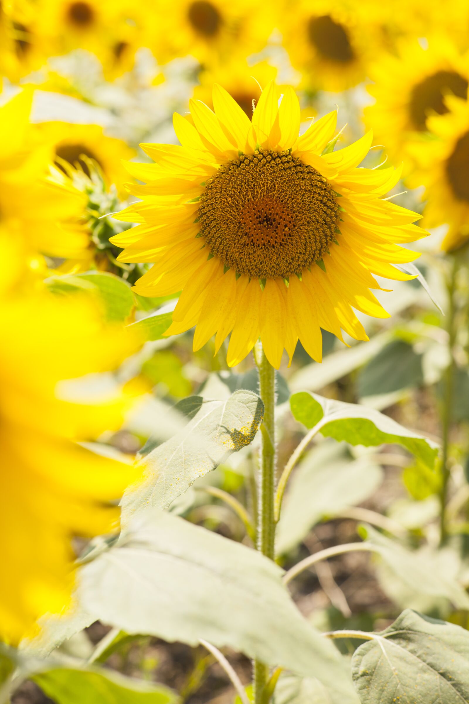 ZEISS Planar T* 85mm F1.4 sample photo. Flowering, yellow, sunflower photography
