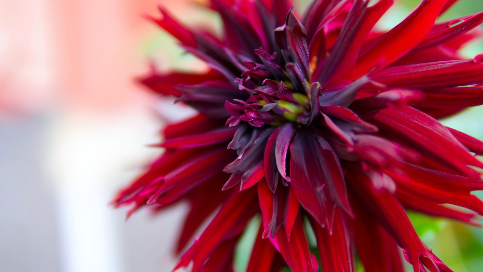 30mm F1.4 DC DN | Contemporary 016 sample photo. Dahlia, blossom, bloom photography