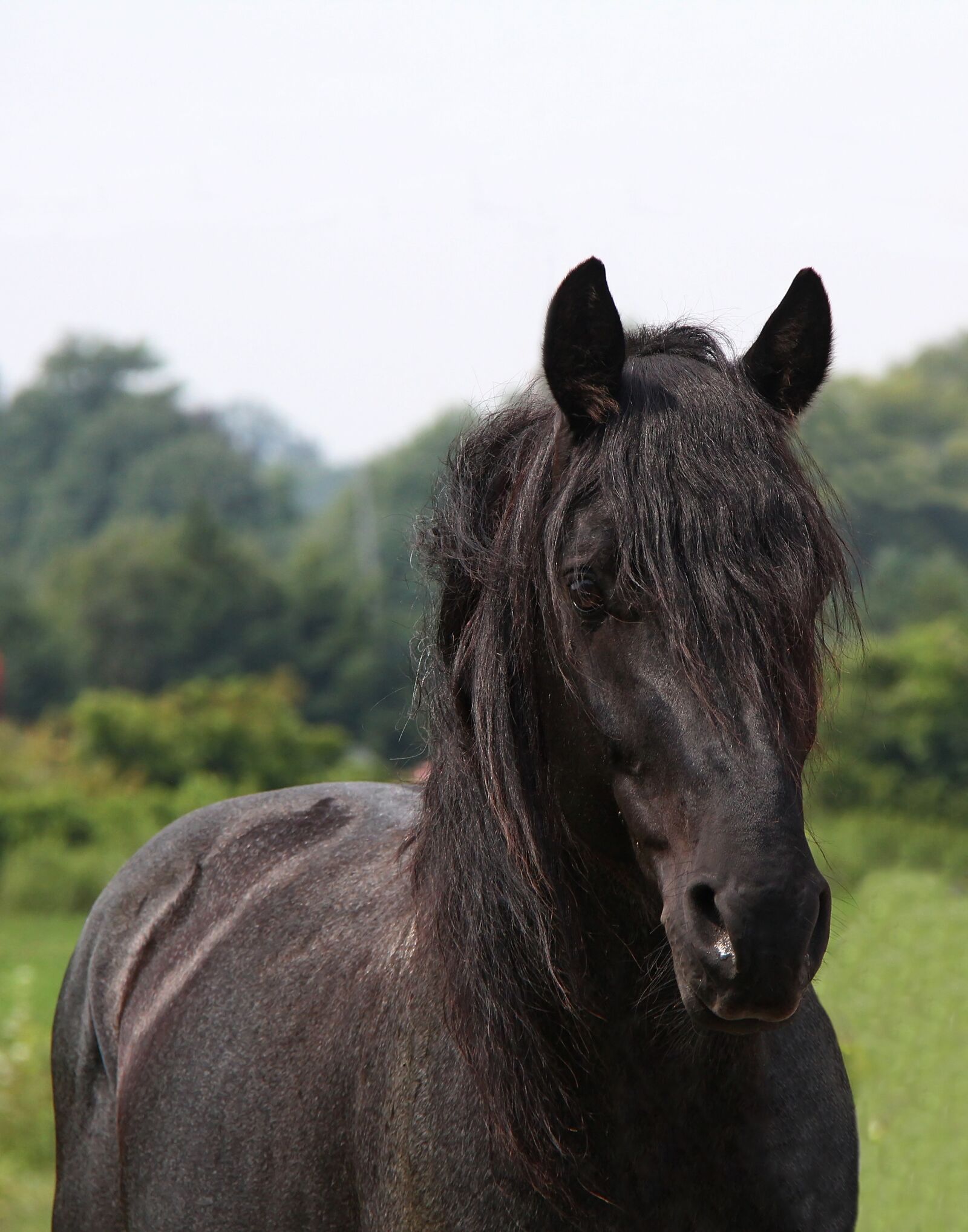 Canon EF-S 18-200mm F3.5-5.6 IS sample photo. Horse, blue roan, equus photography