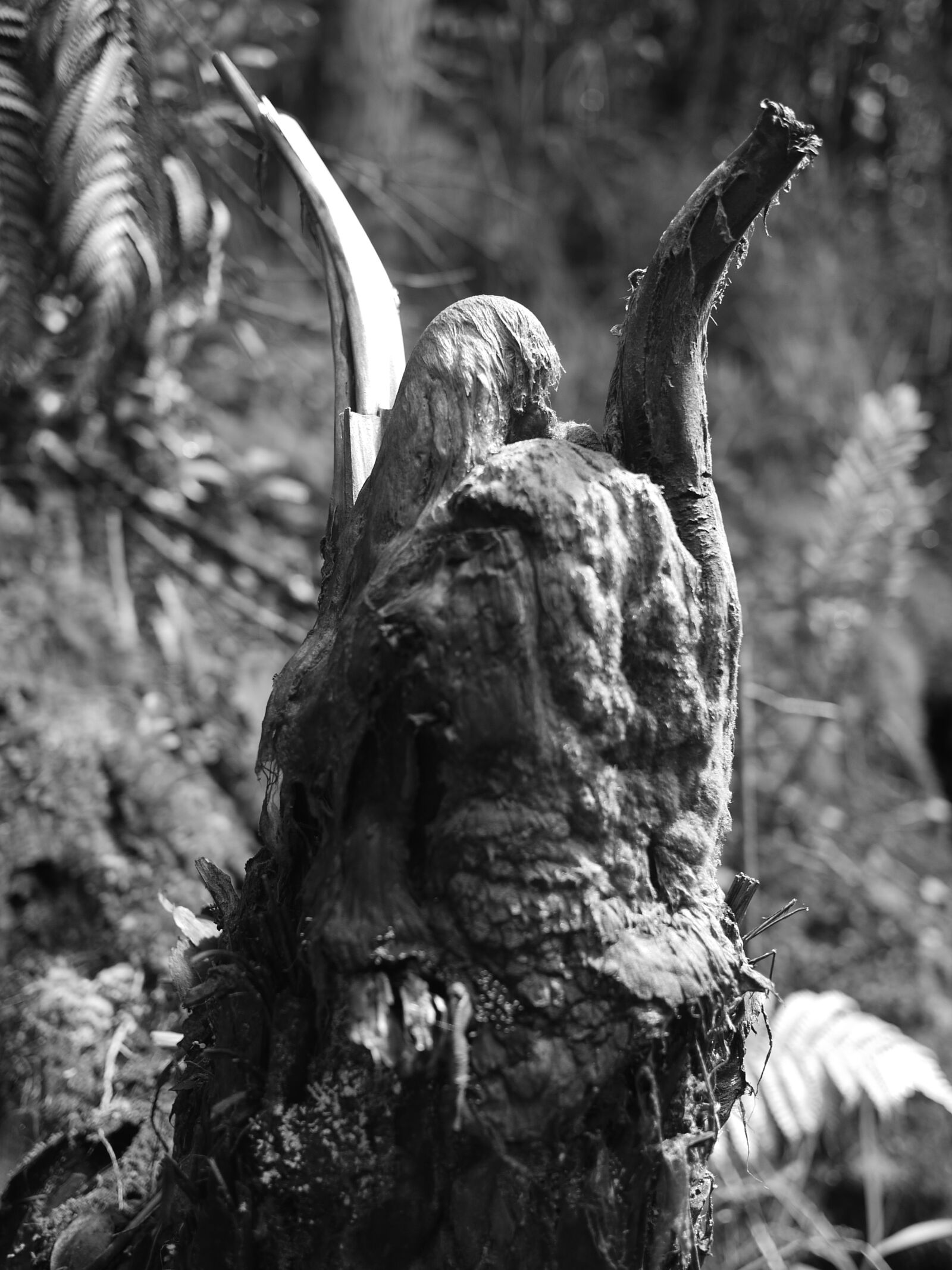 Panasonic Lumix DMC-GF1 sample photo. Abstract, wood, scary photography