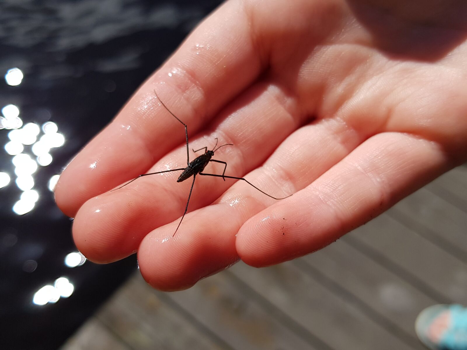Samsung Galaxy S8+ sample photo. Vattenspringare, insect, water photography