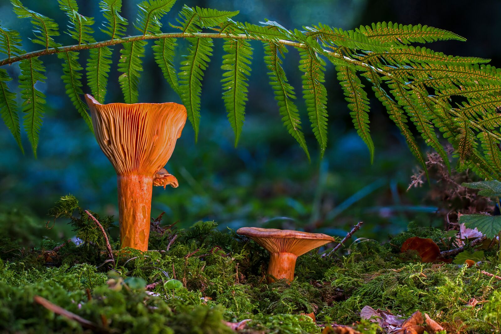 Tamron SP AF 60mm F2 Di II LD IF Macro sample photo. Mushroom, saffron milk caps photography