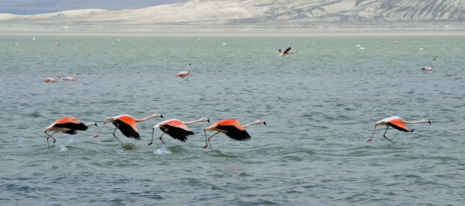 Nikon D610 sample photo. Flamingos, bird, water photography