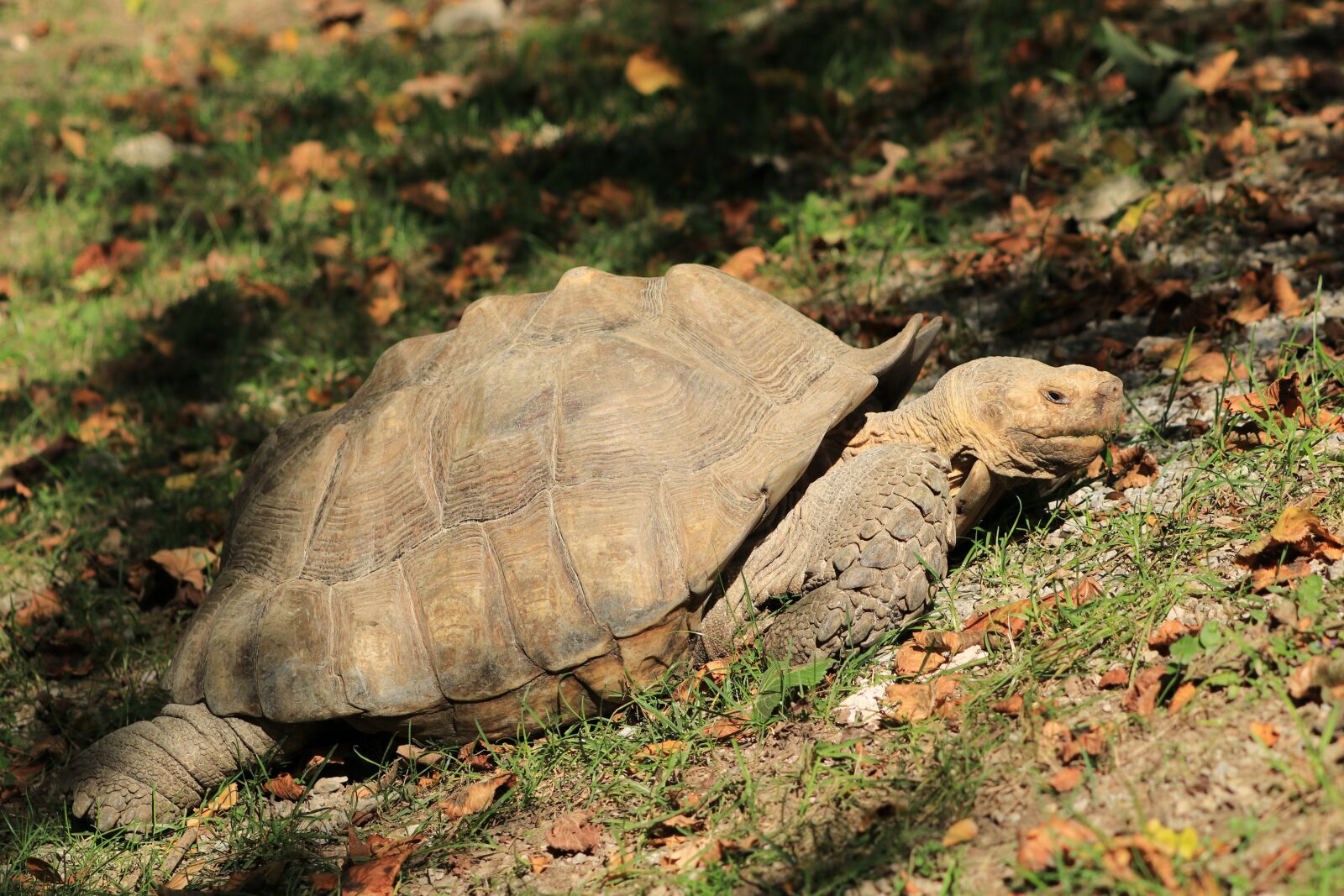 Canon EF 70-300 F4-5.6 IS II USM sample photo. Turtle, animals, reptiles photography