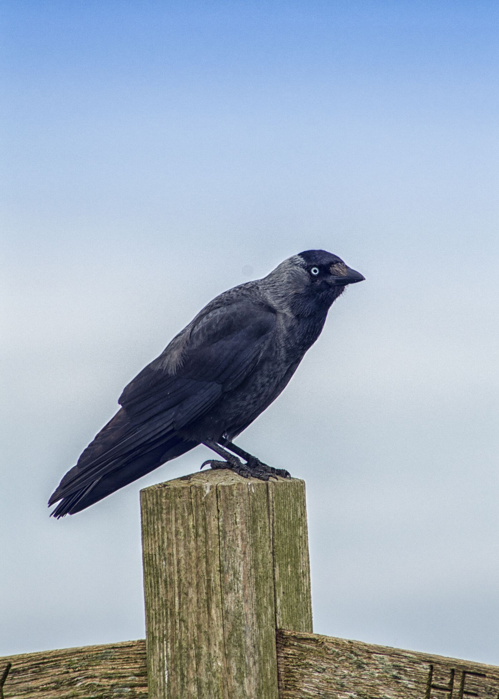 Nikon D3200 sample photo. Jackdaw, bird, nature photography