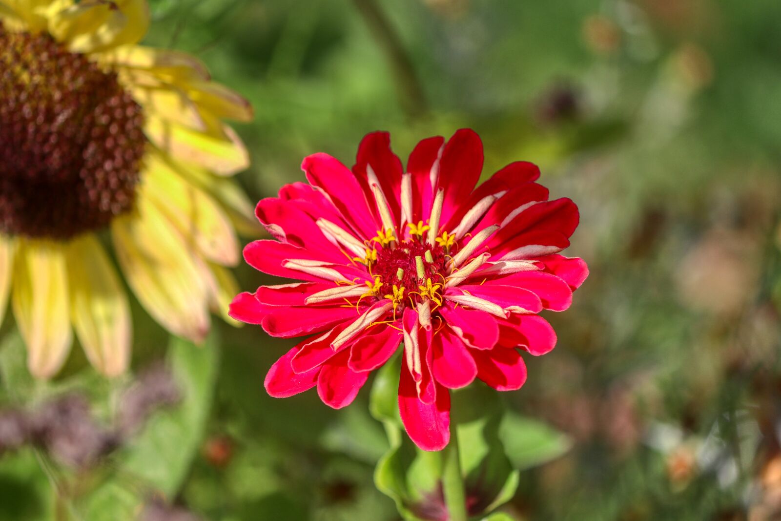 Canon EOS 80D sample photo. Flower, sunflower, red photography