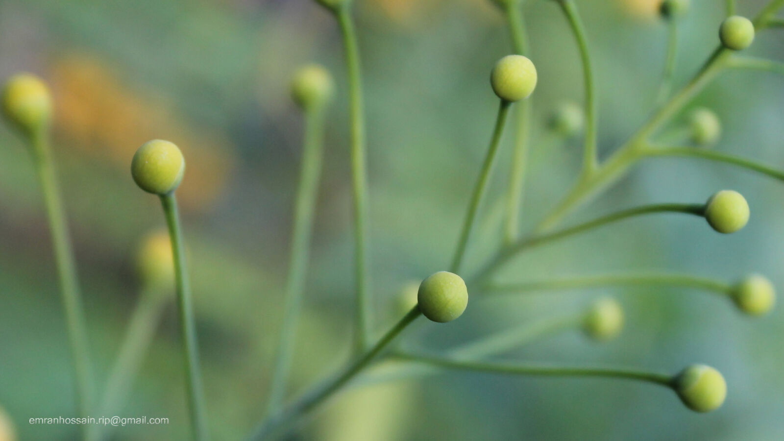 Canon EOS 1100D (EOS Rebel T3 / EOS Kiss X50) sample photo. Nature, nice, wallpaper photography