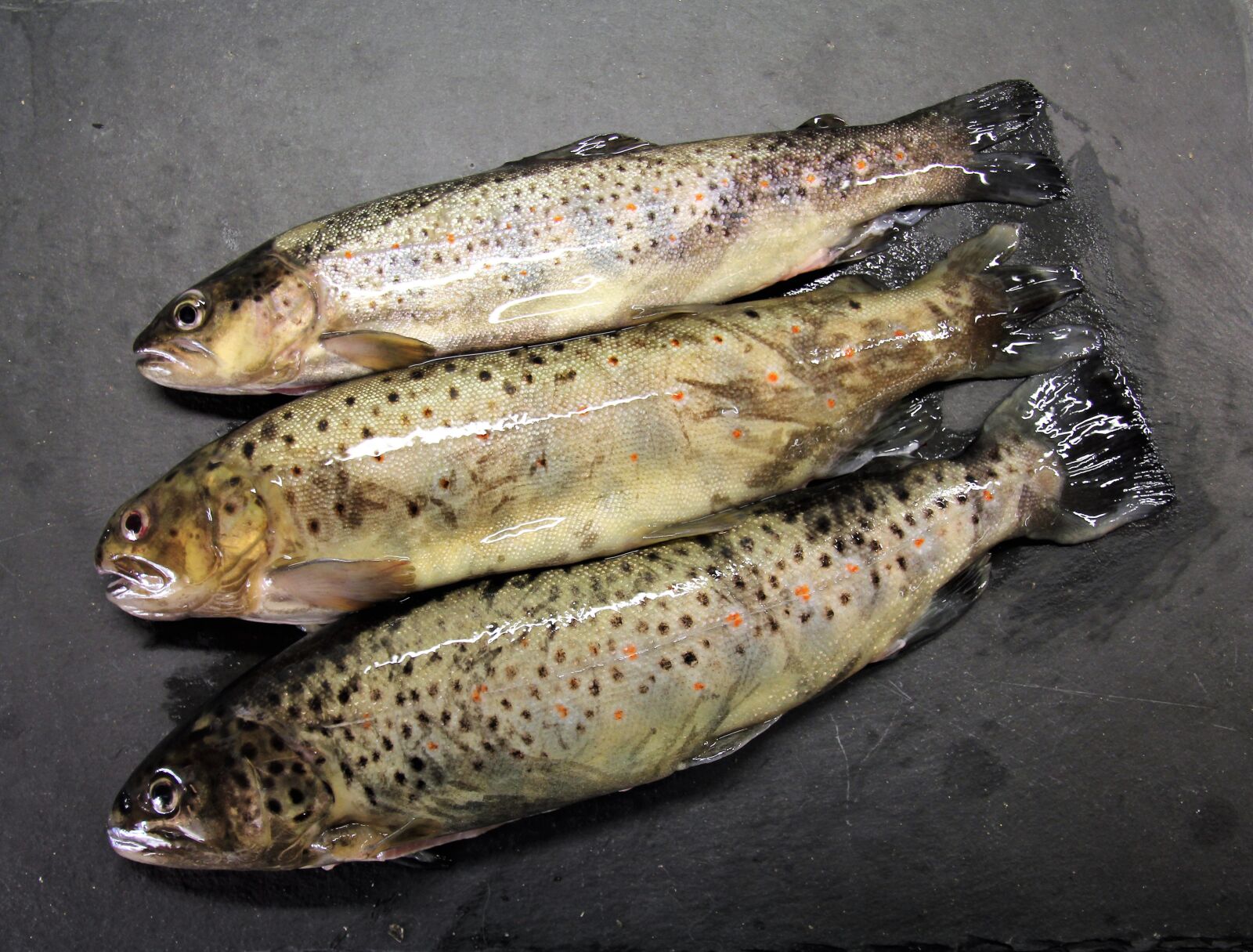 Canon EOS 60D sample photo. Trout, brook trout, fish photography
