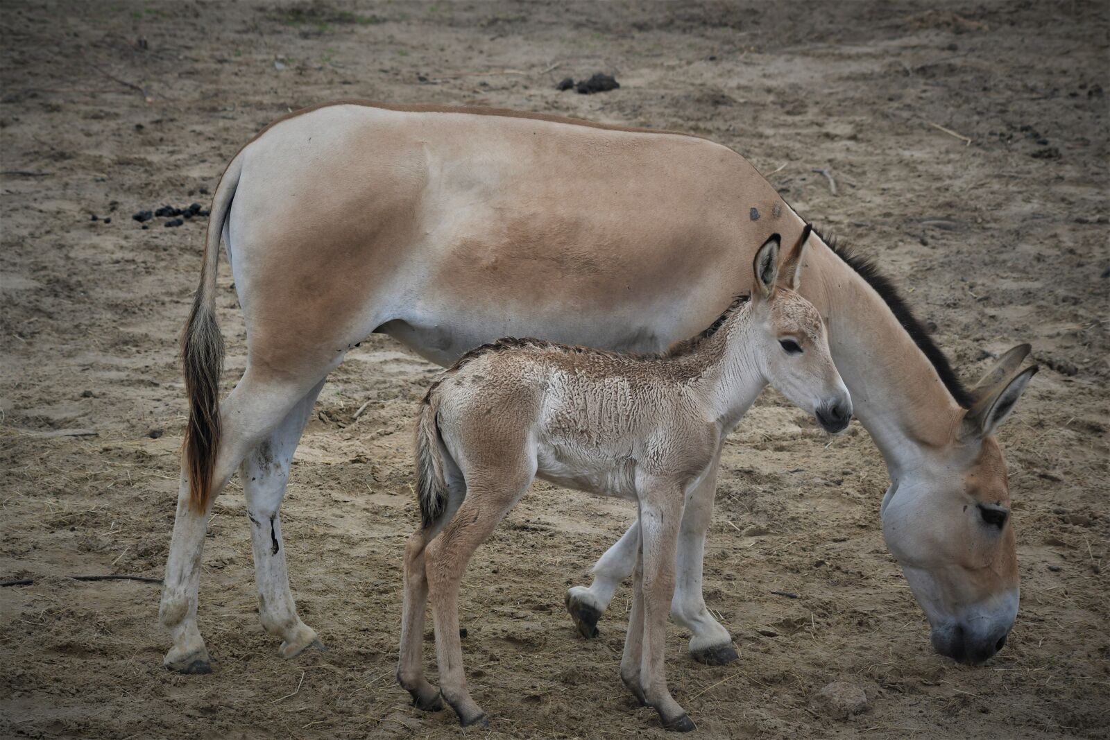 Nikon D7500 sample photo. Emmen, zoo, mule photography