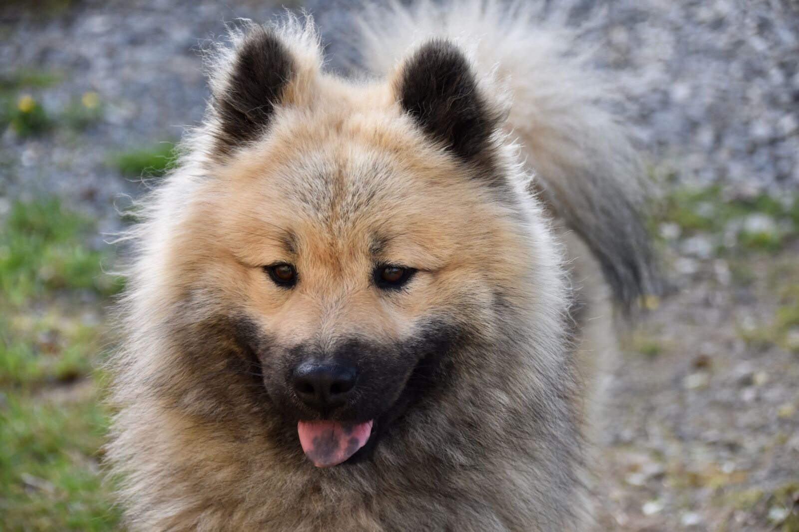 Nikon D5600 sample photo. Dog, dog portrait, dog photography