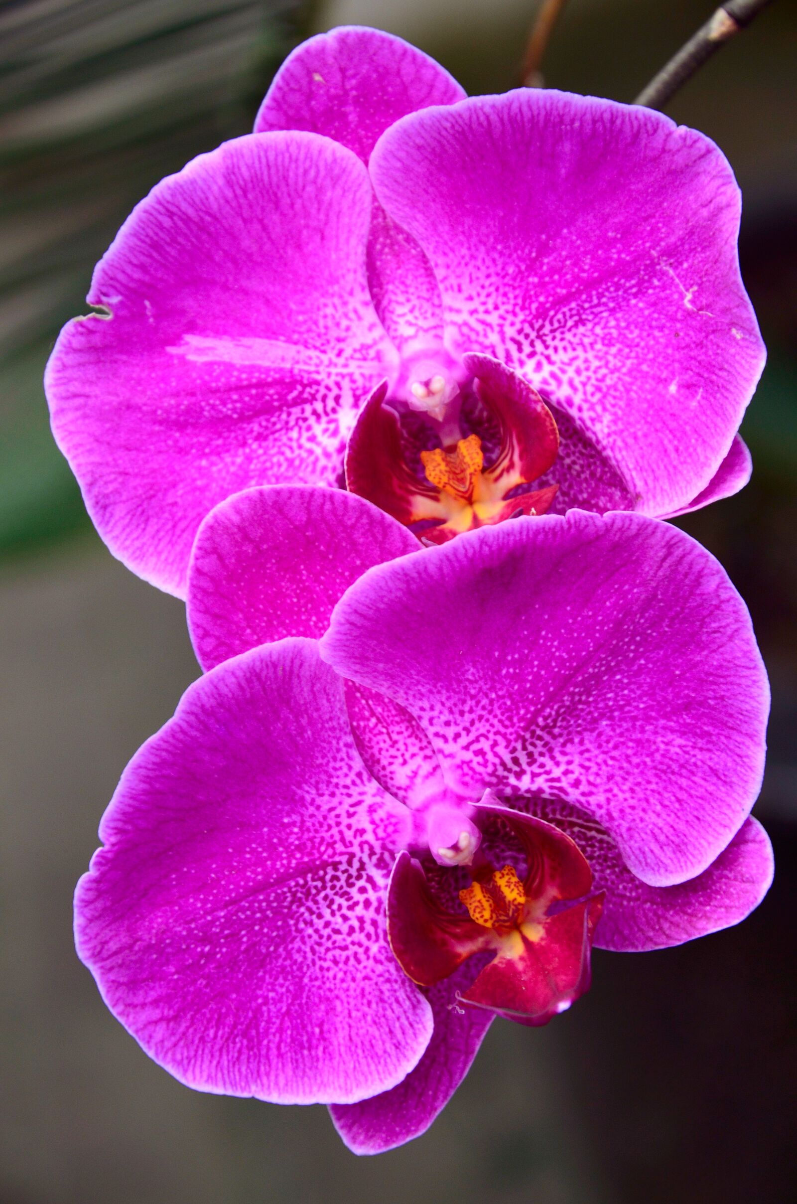 Nikon D5100 sample photo. Flower, phalaenopsis orchidaceae, purple photography