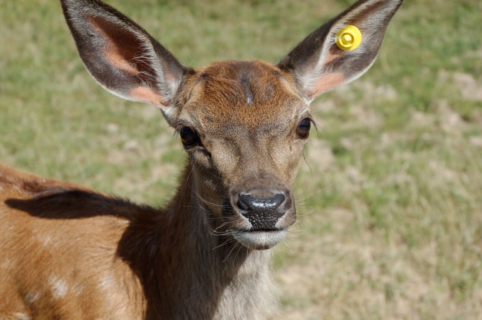 Nikon D40 sample photo. Suede, animal, zoo photography